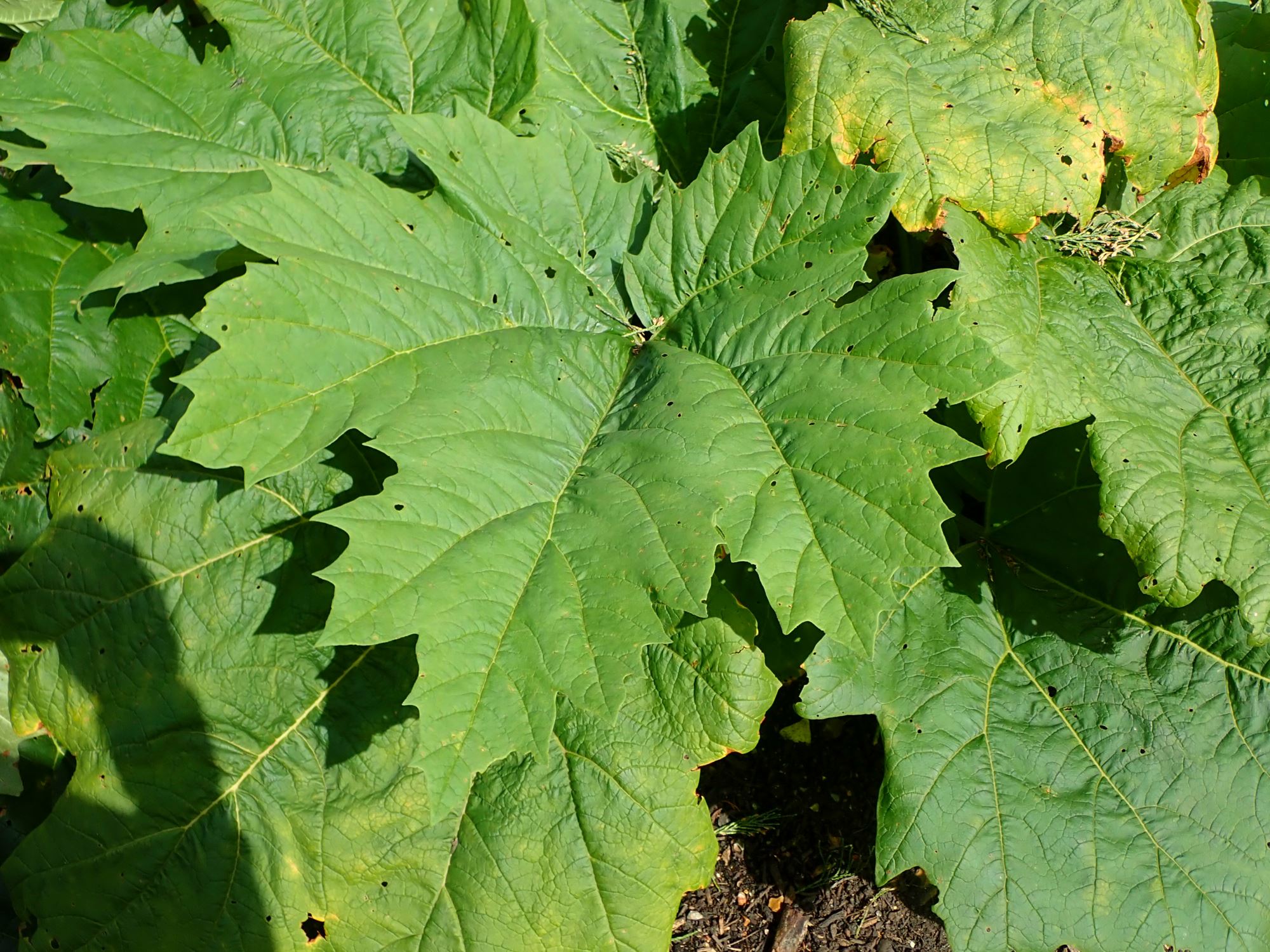 Image of Rheum officinale