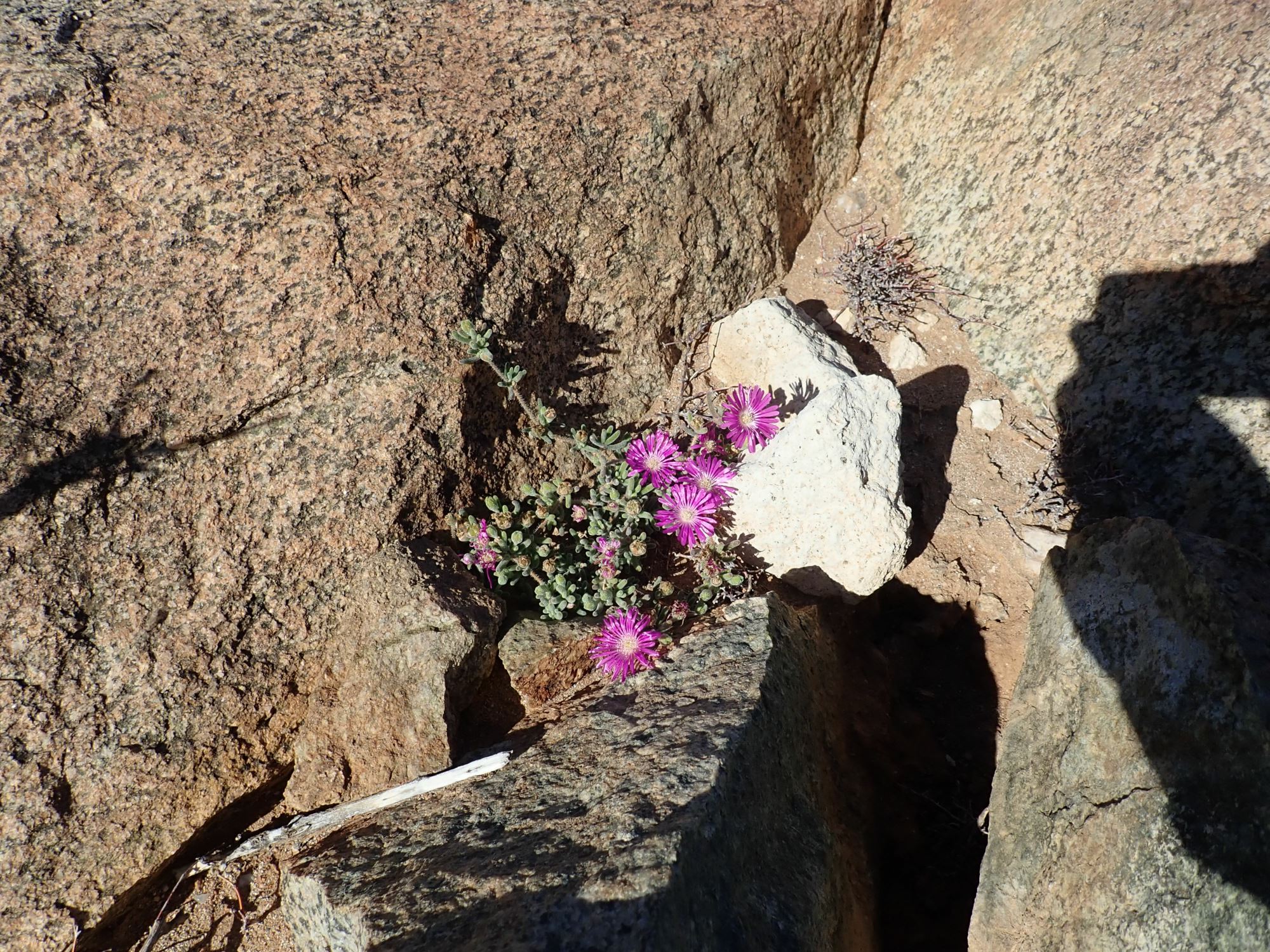 Image of Drosanthemum hispidum