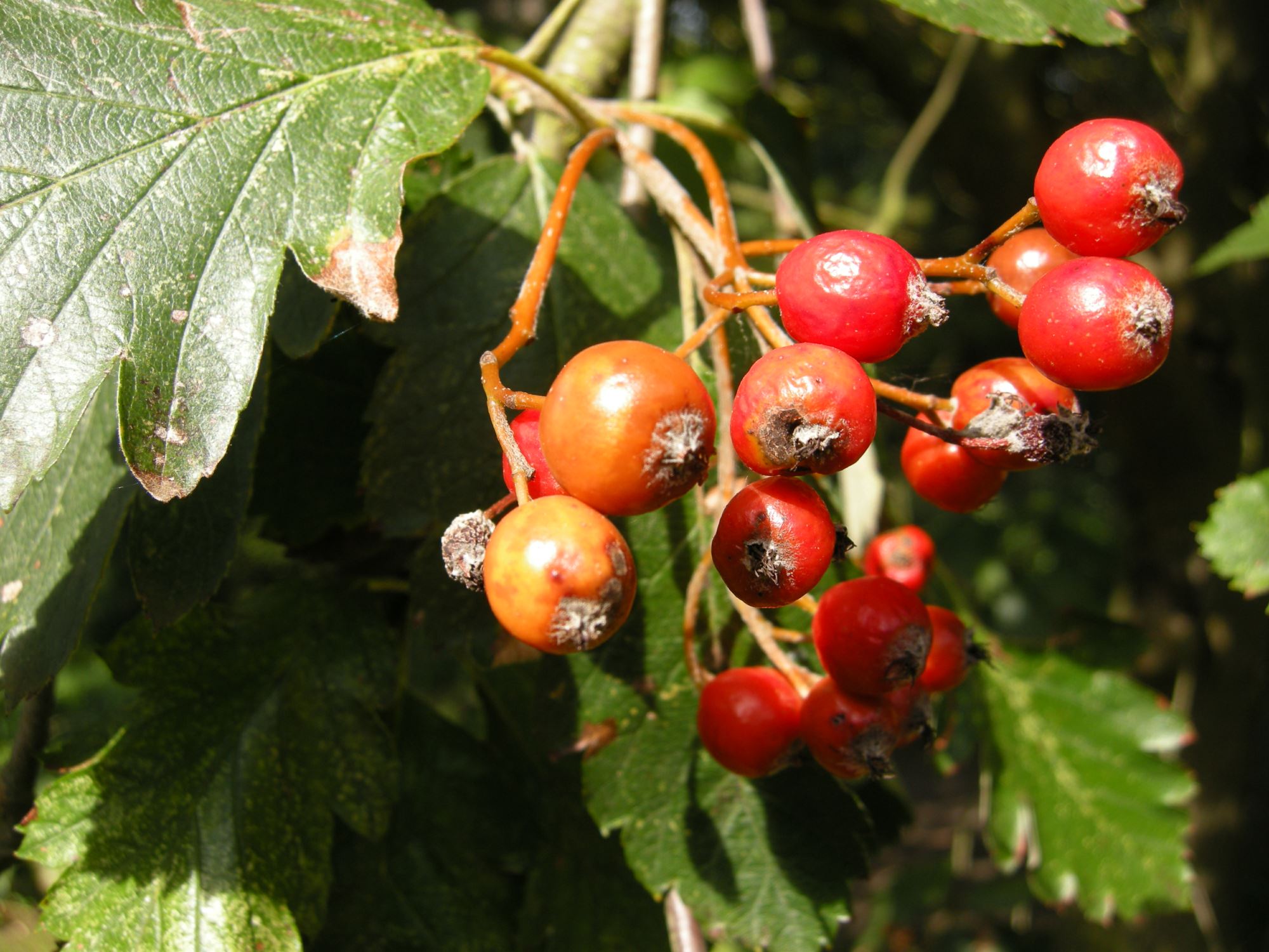 Image of Sorbus intermedia