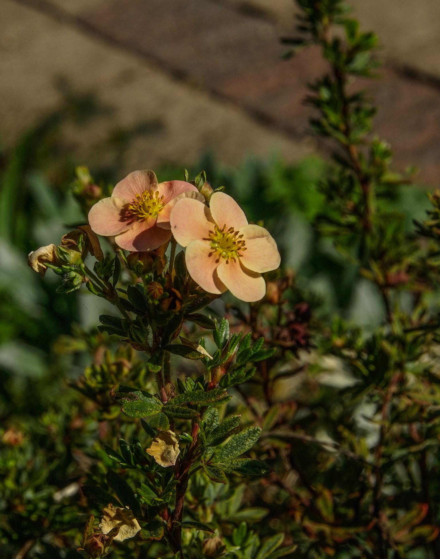 Image of Potentilla fruticosa 'Daydawn'