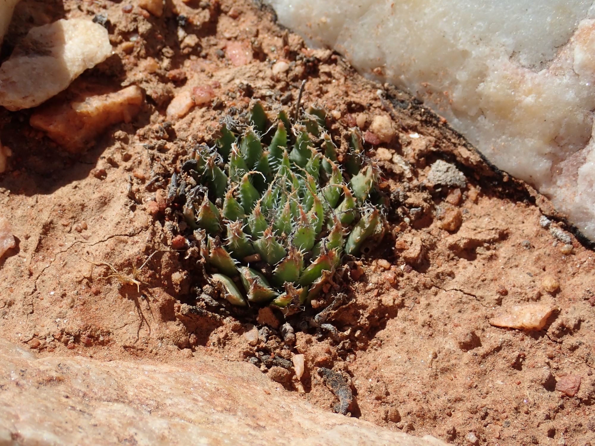Image of Haworthia arachnoidea