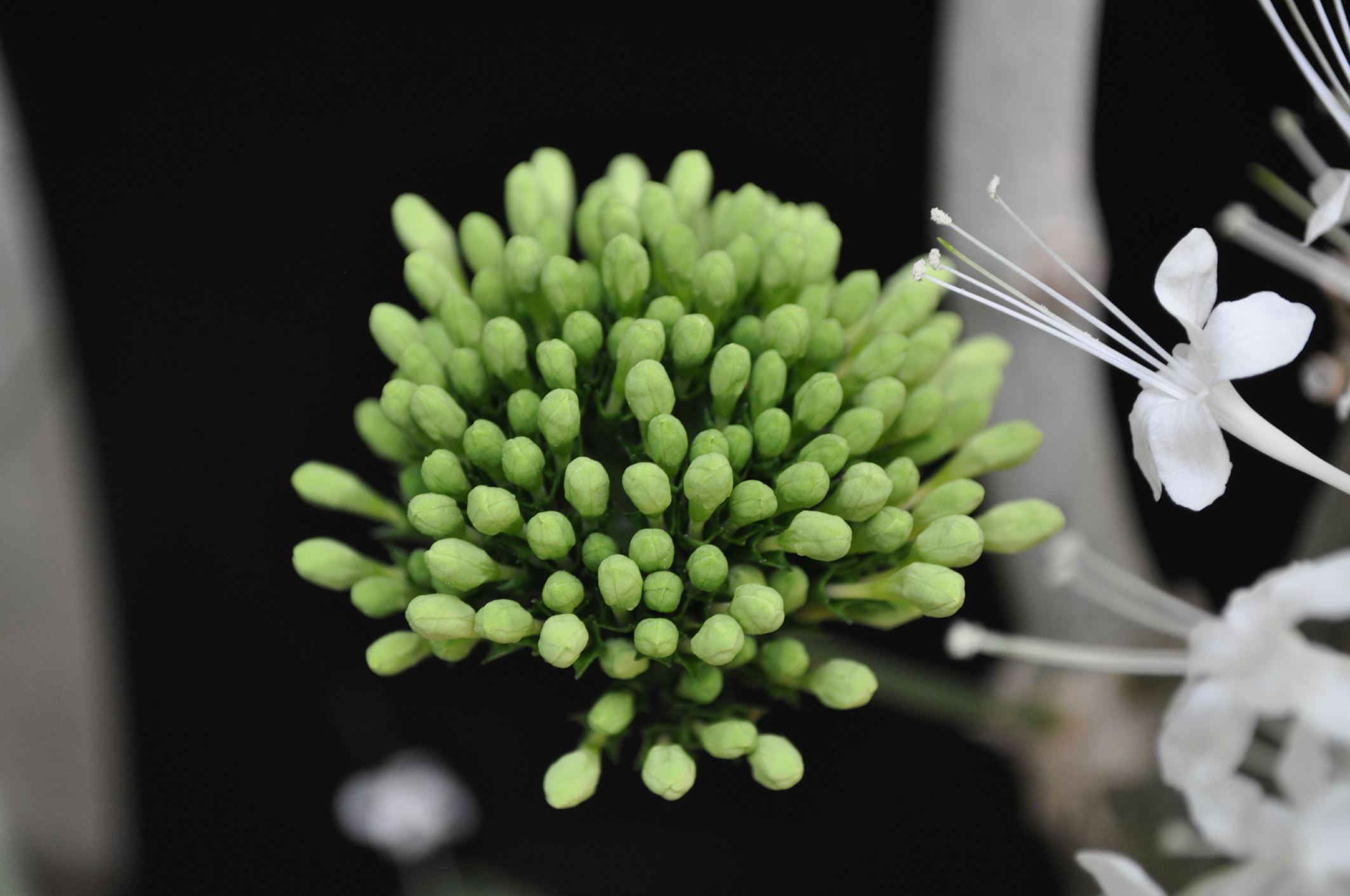 Image of Clerodendrum schweinfurthii