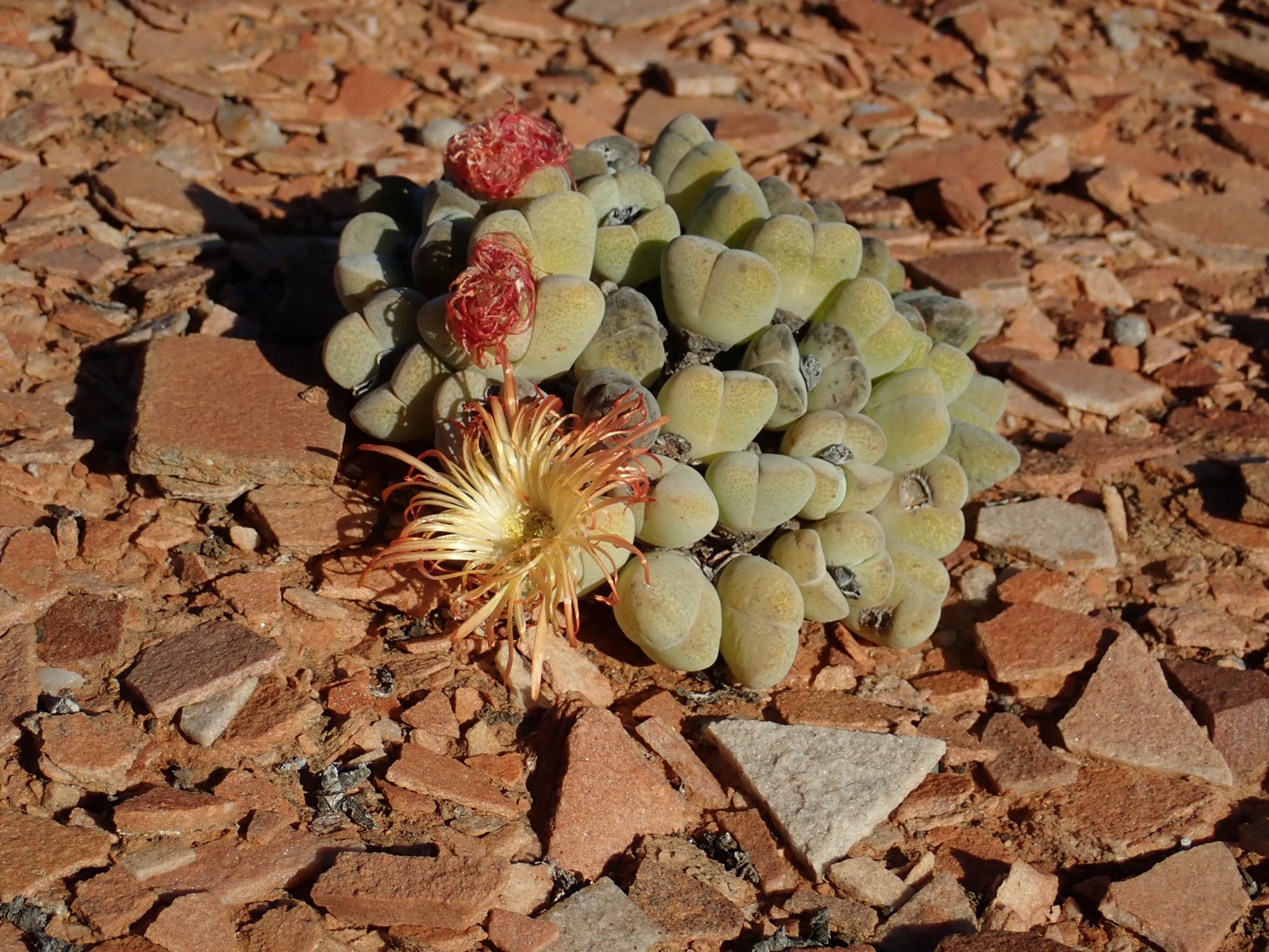 Image of Cheiridopsis pillansii