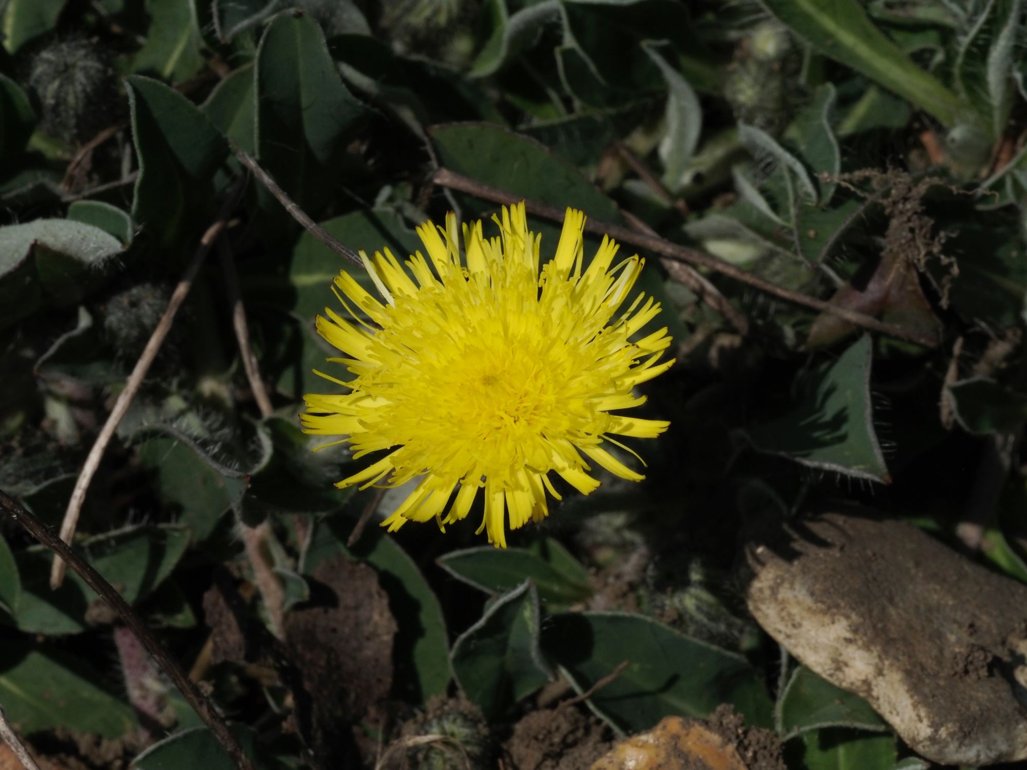 Image of Hieracium sabaudum subsp. vagum