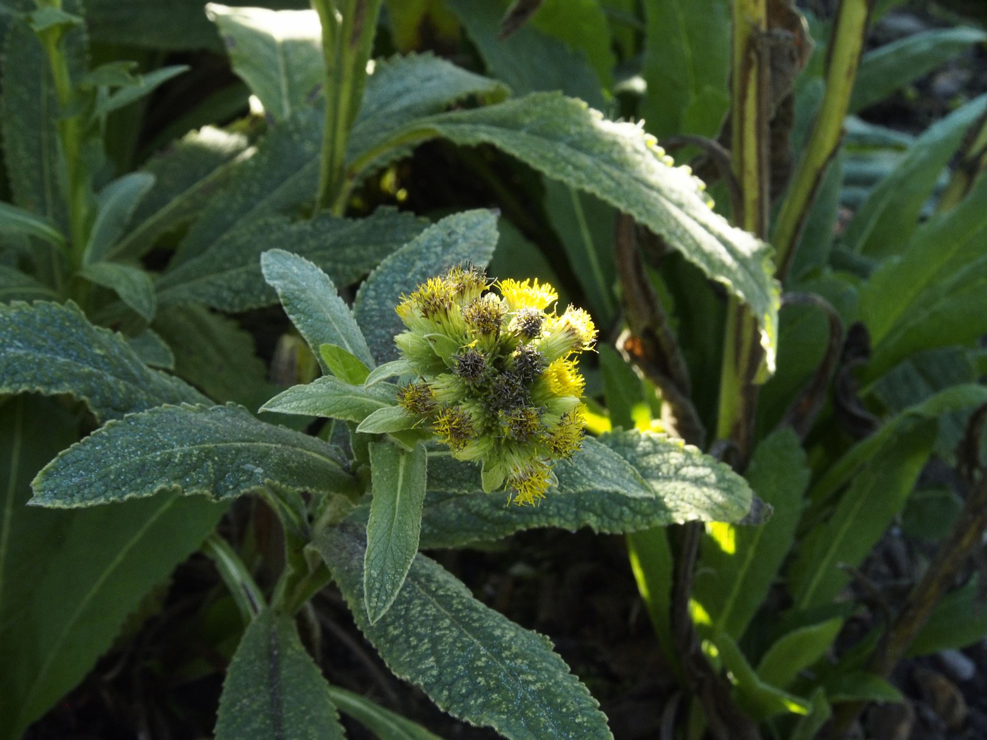 Image of Inula thapsoides