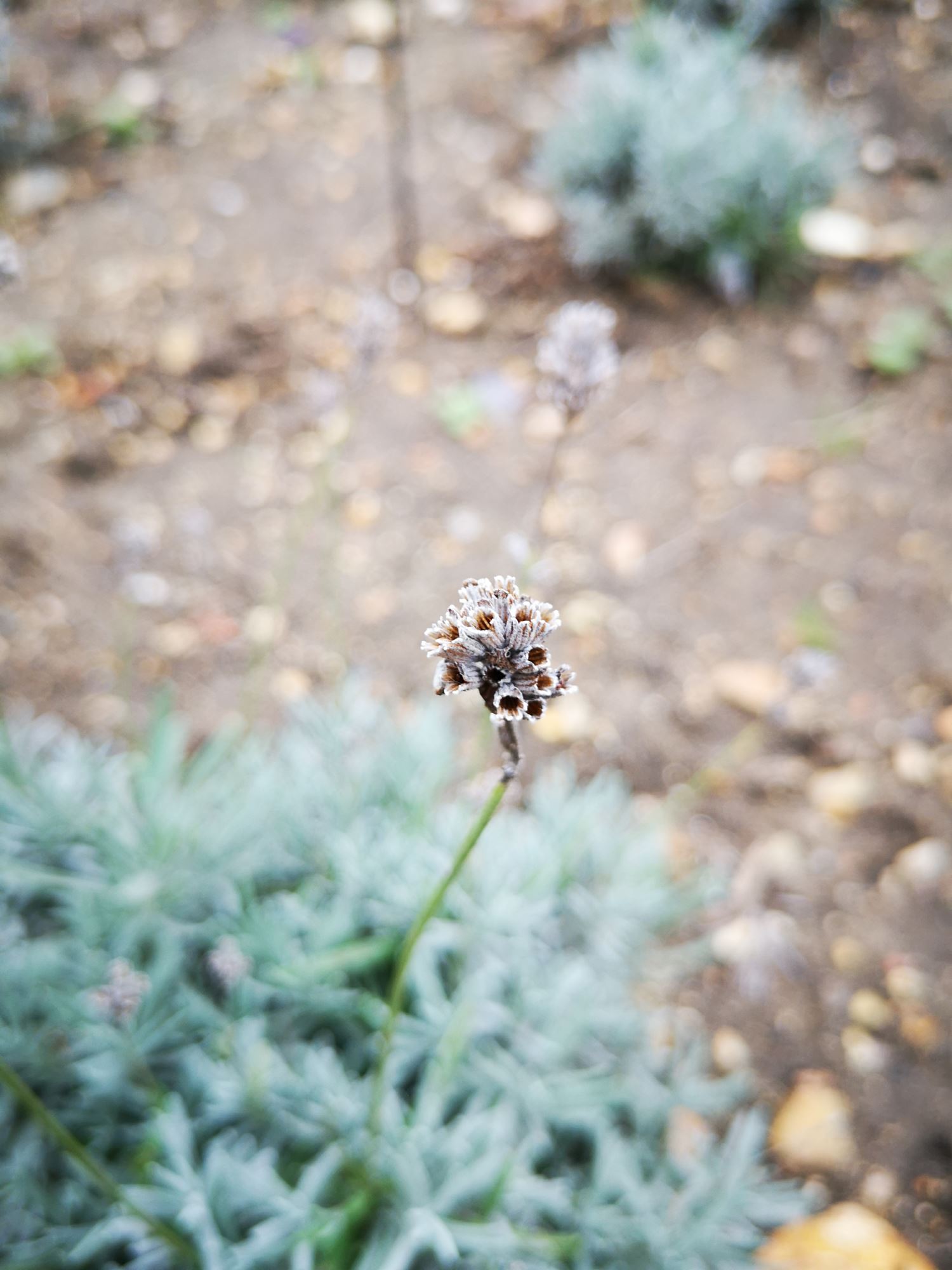 Image of Lavandula angustifolia subsp. angustifolia 'Ashdown Forest'
