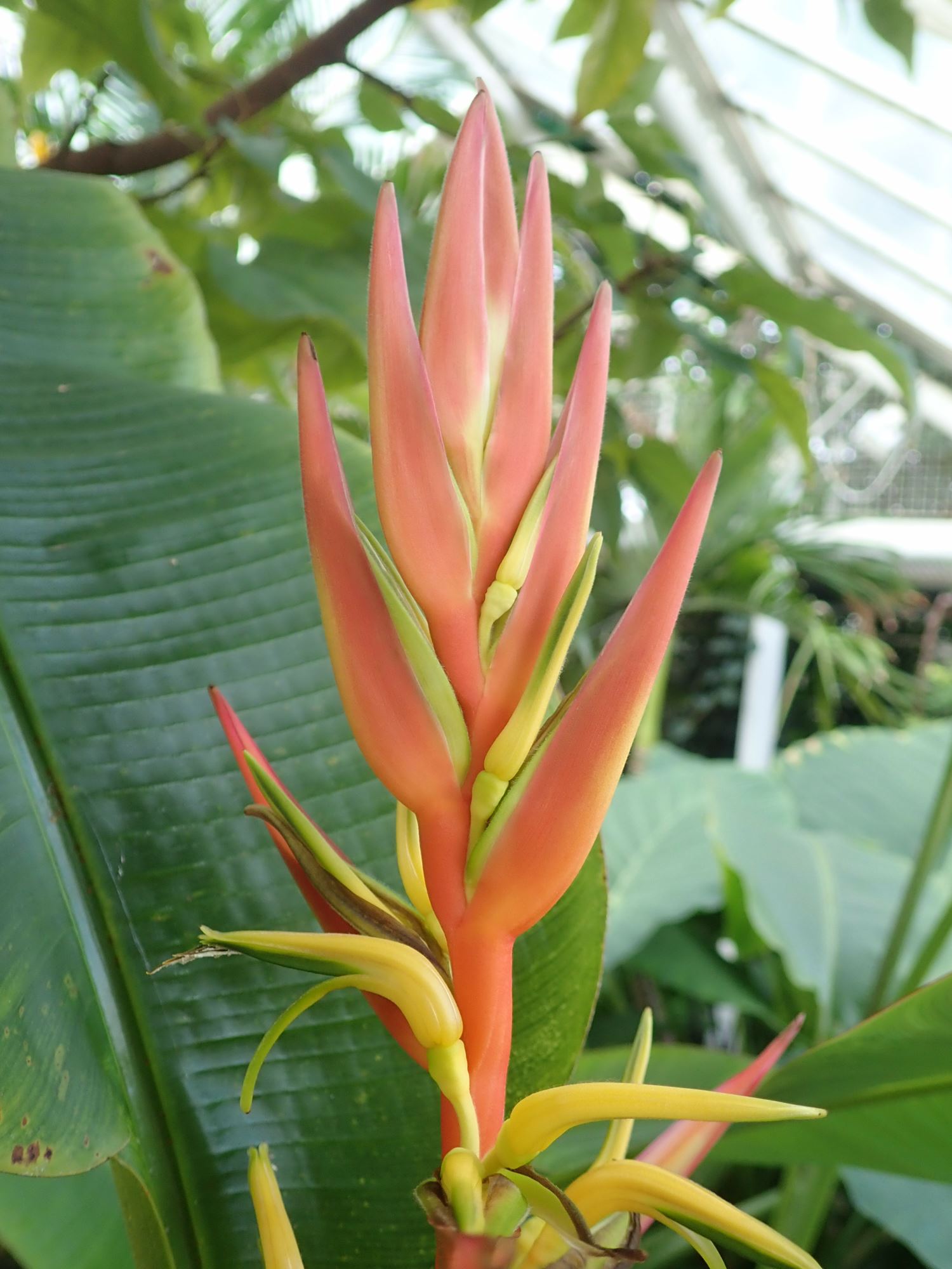 Image of Heliconia latispatha
