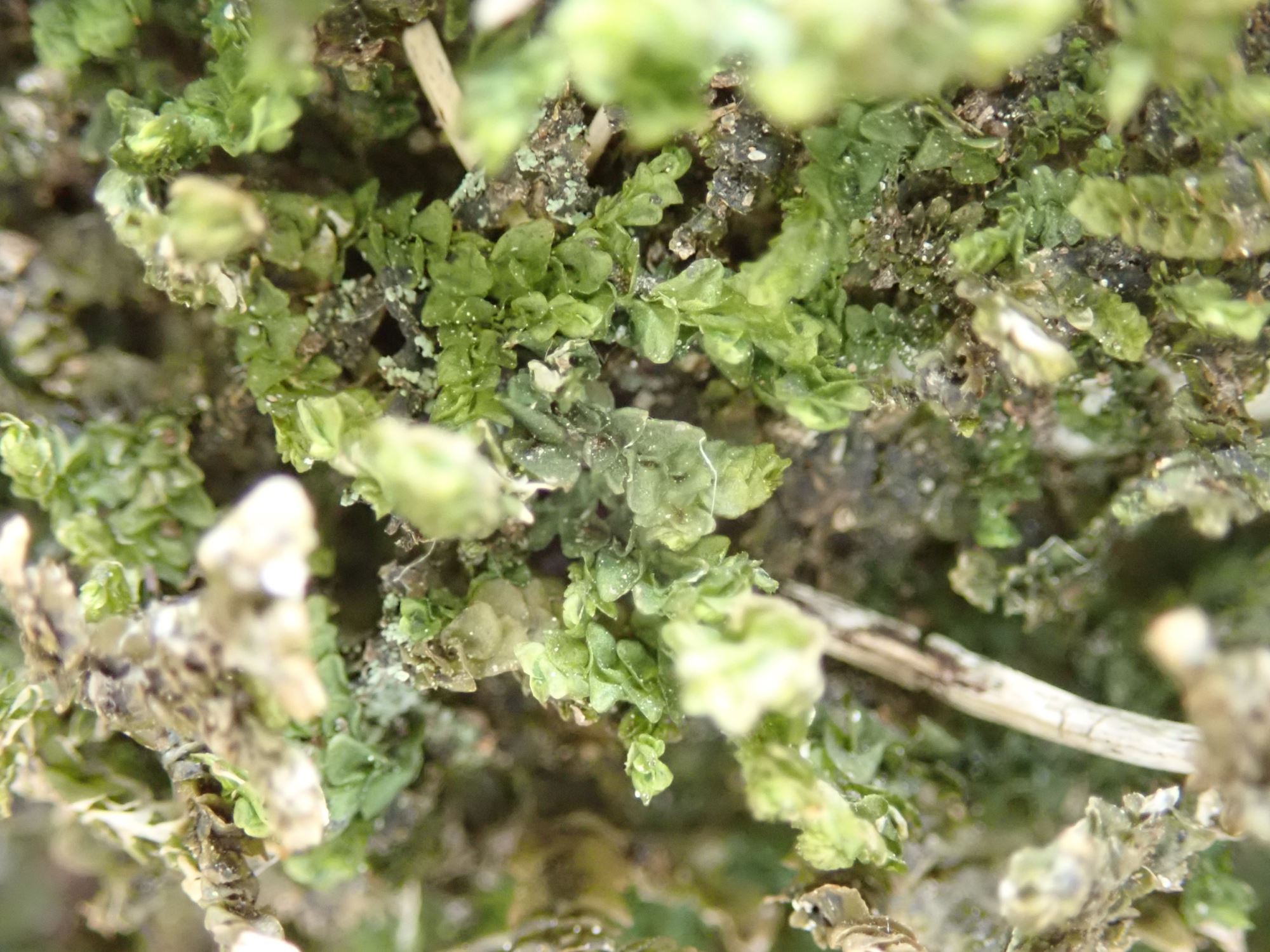 Image of Porella platyphylla