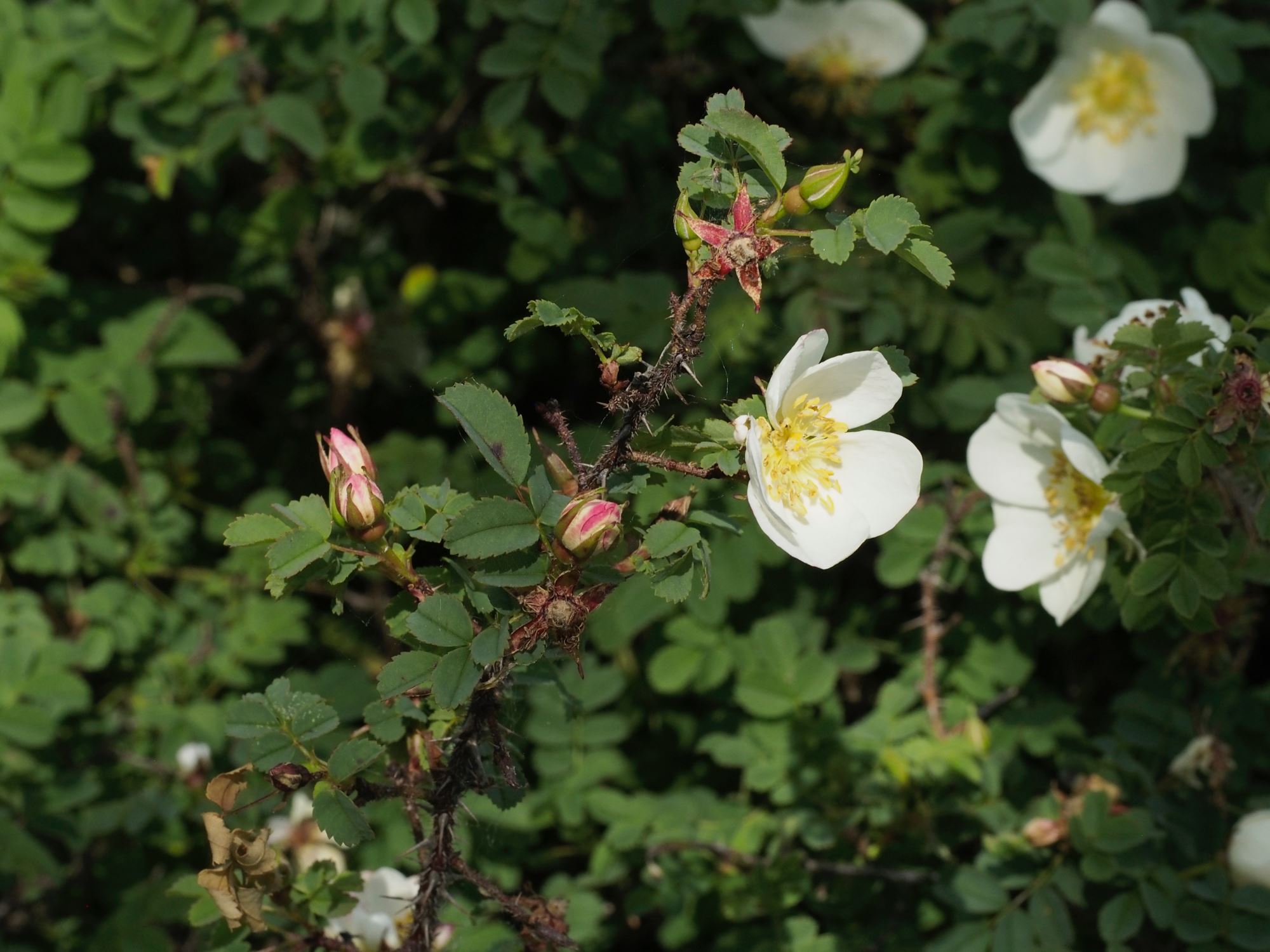 Image of Rosa spinosissima