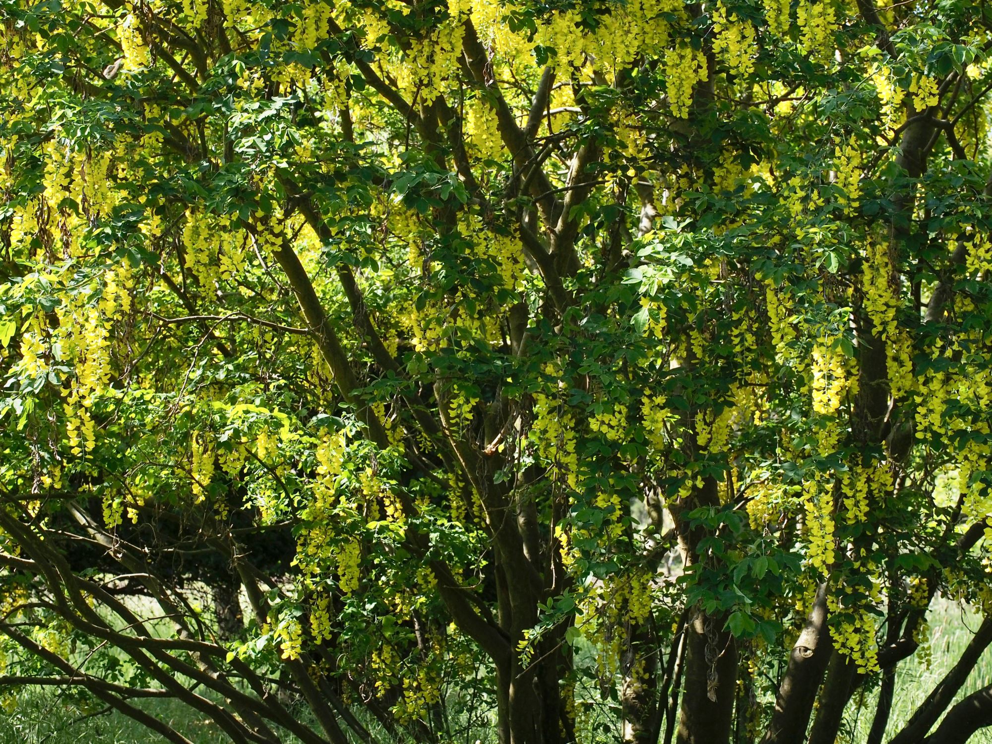 Image of Laburnum anagyroides
