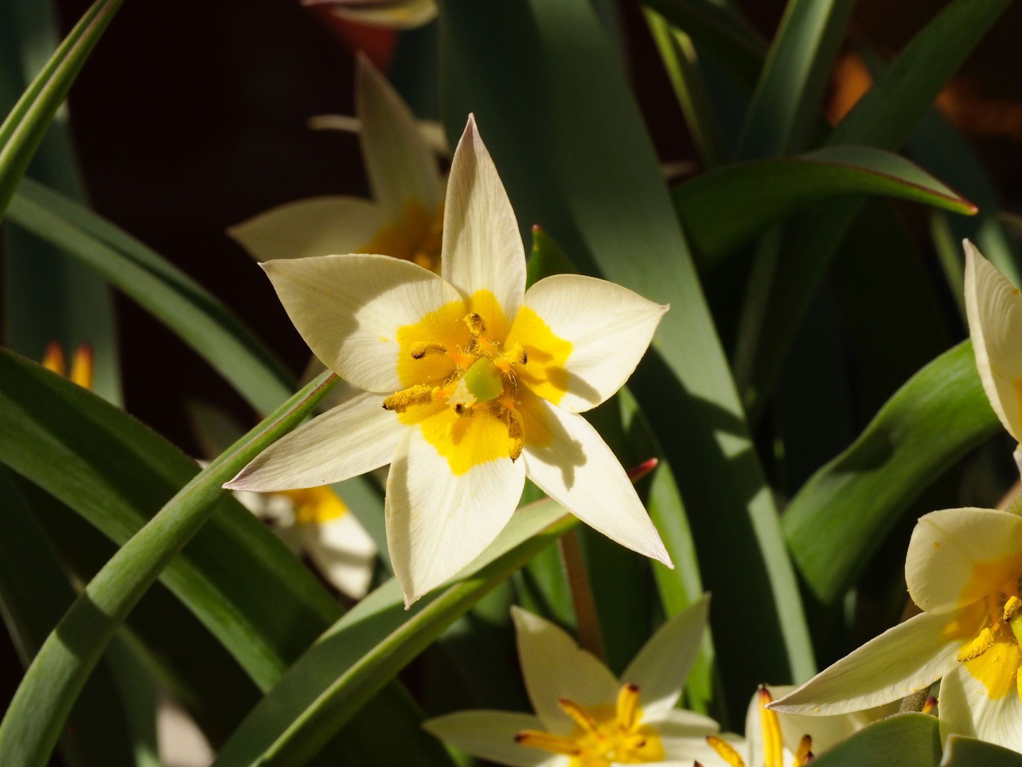Image of Tulipa turkestanica