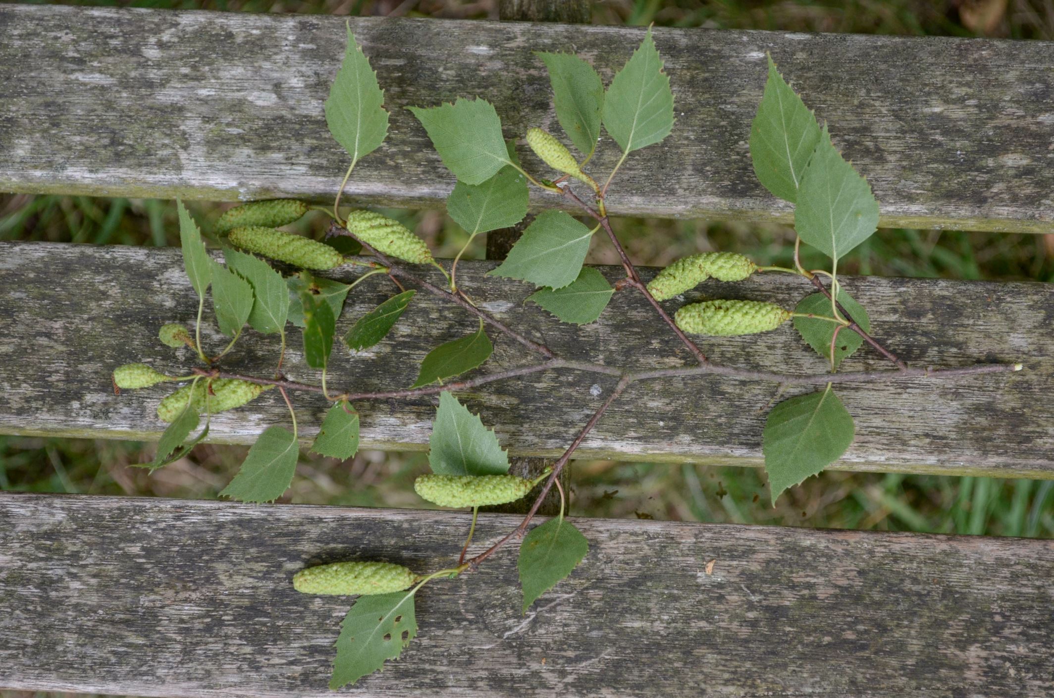 Image of Betula pendula subsp. pendula