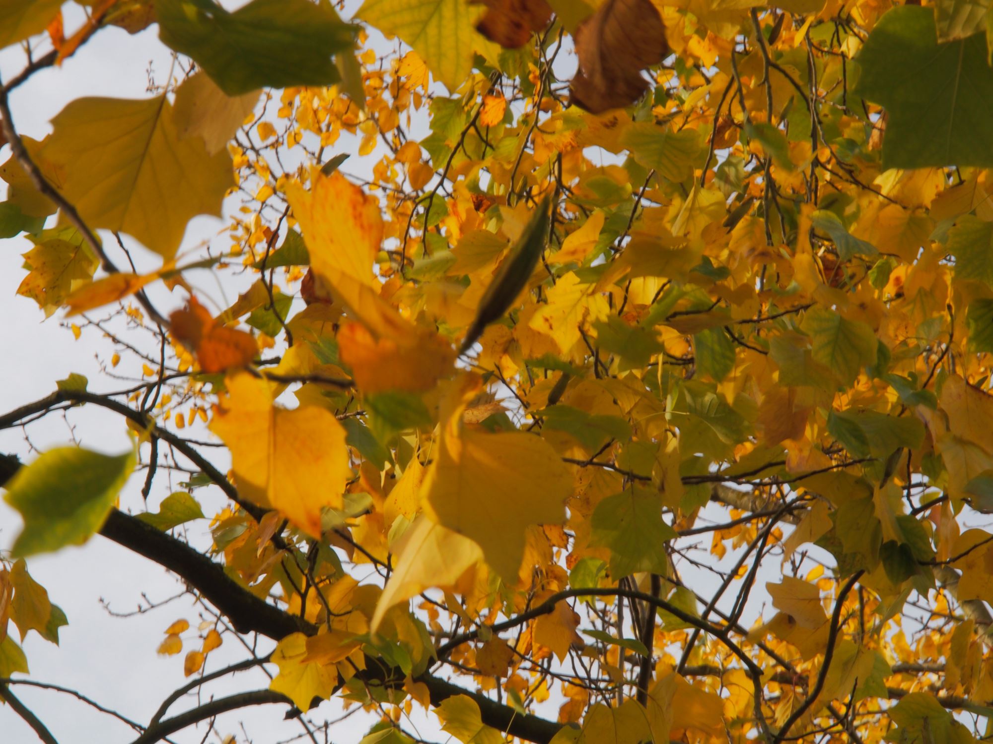 Image of Liriodendron tulipifera