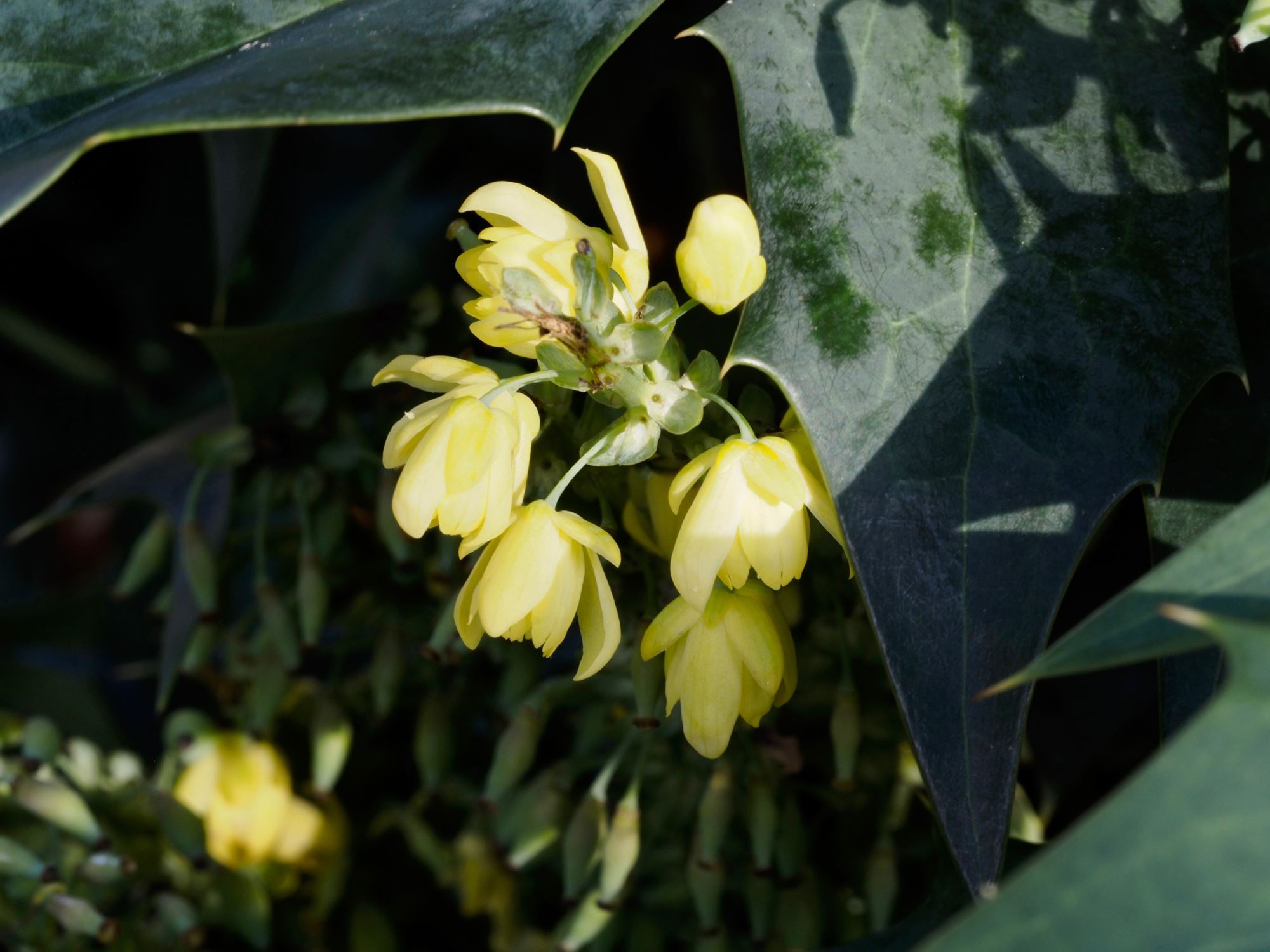 Image of Mahonia Ã— media 'Charity'