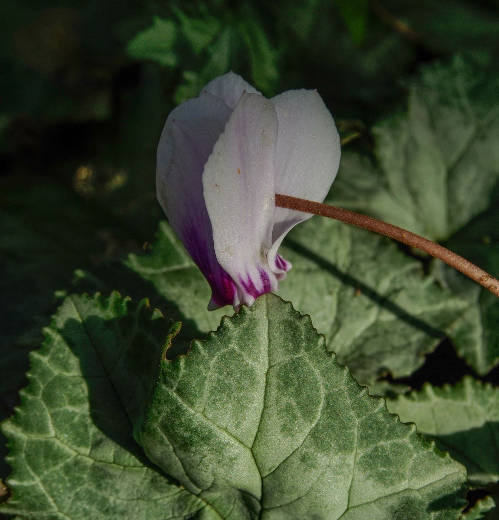Image of Cyclamen hederifolium [Silver foliage]