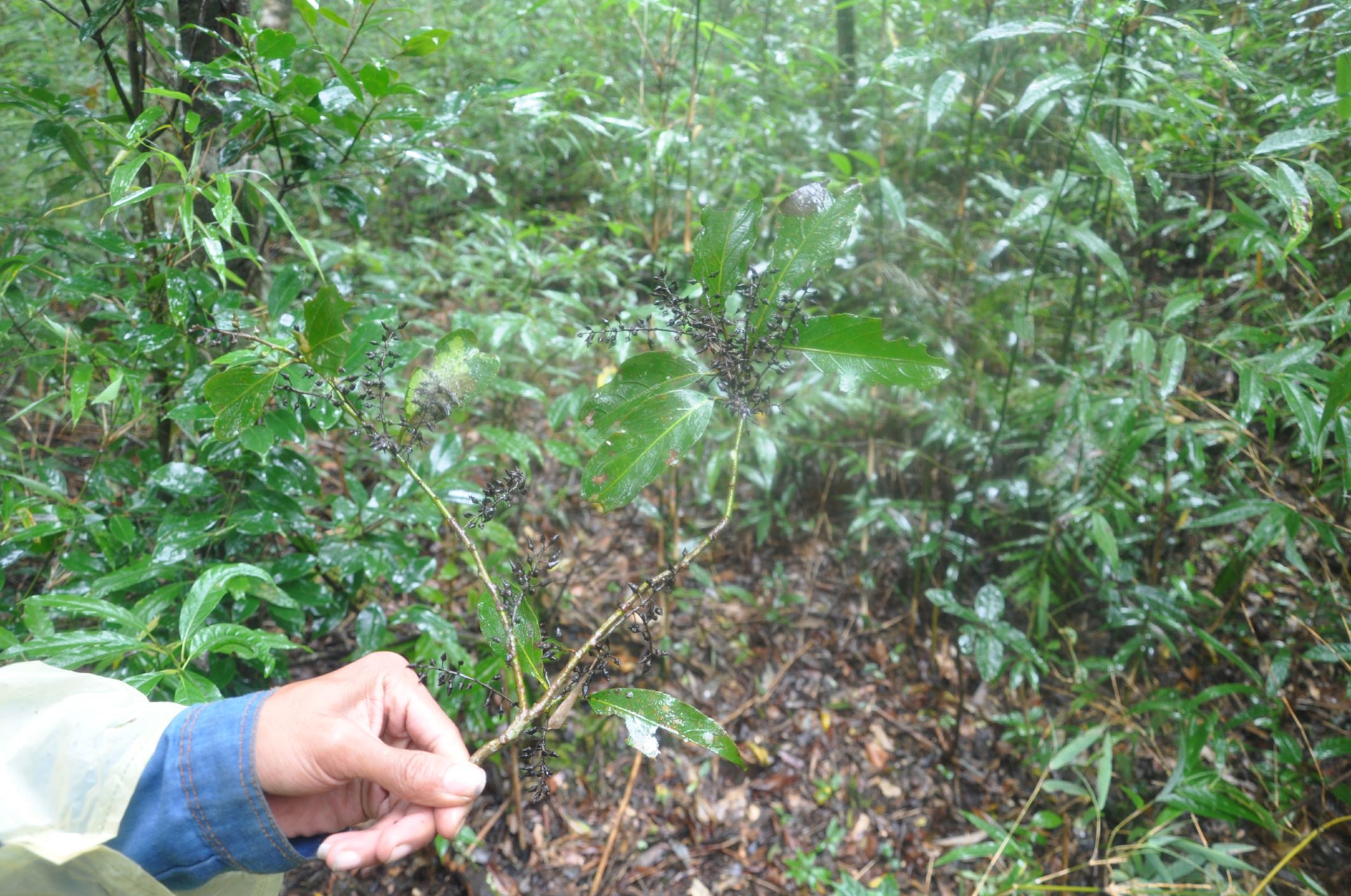 Image of Indet. Styracaceae