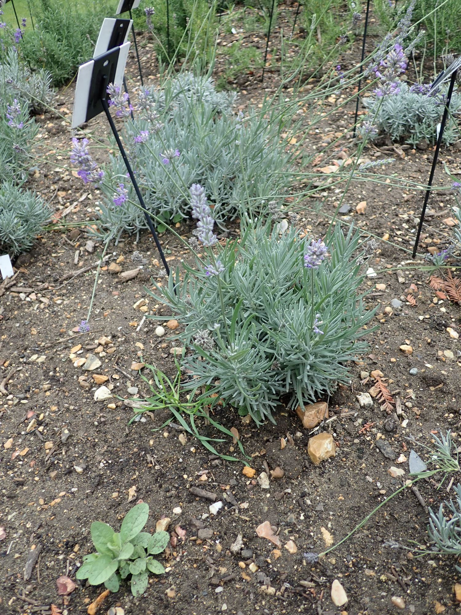 Image of Lavandula angustifolia subsp. angustifolia 'Little Lady'