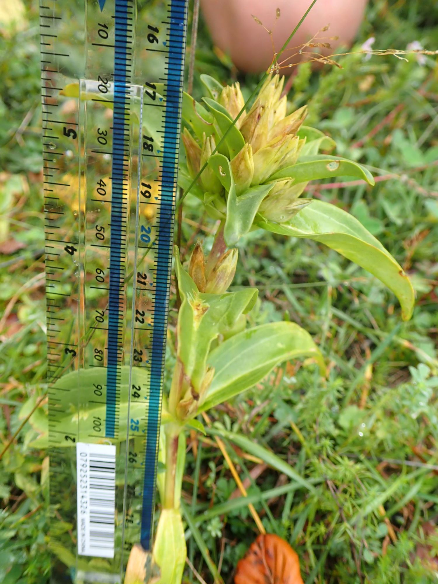 Image of Gentiana burseri