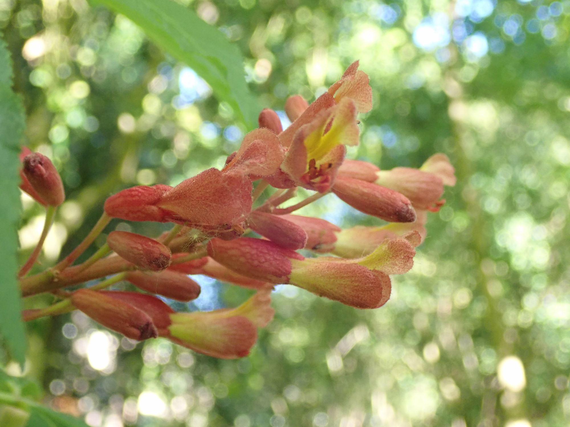Image of Aesculus pavia