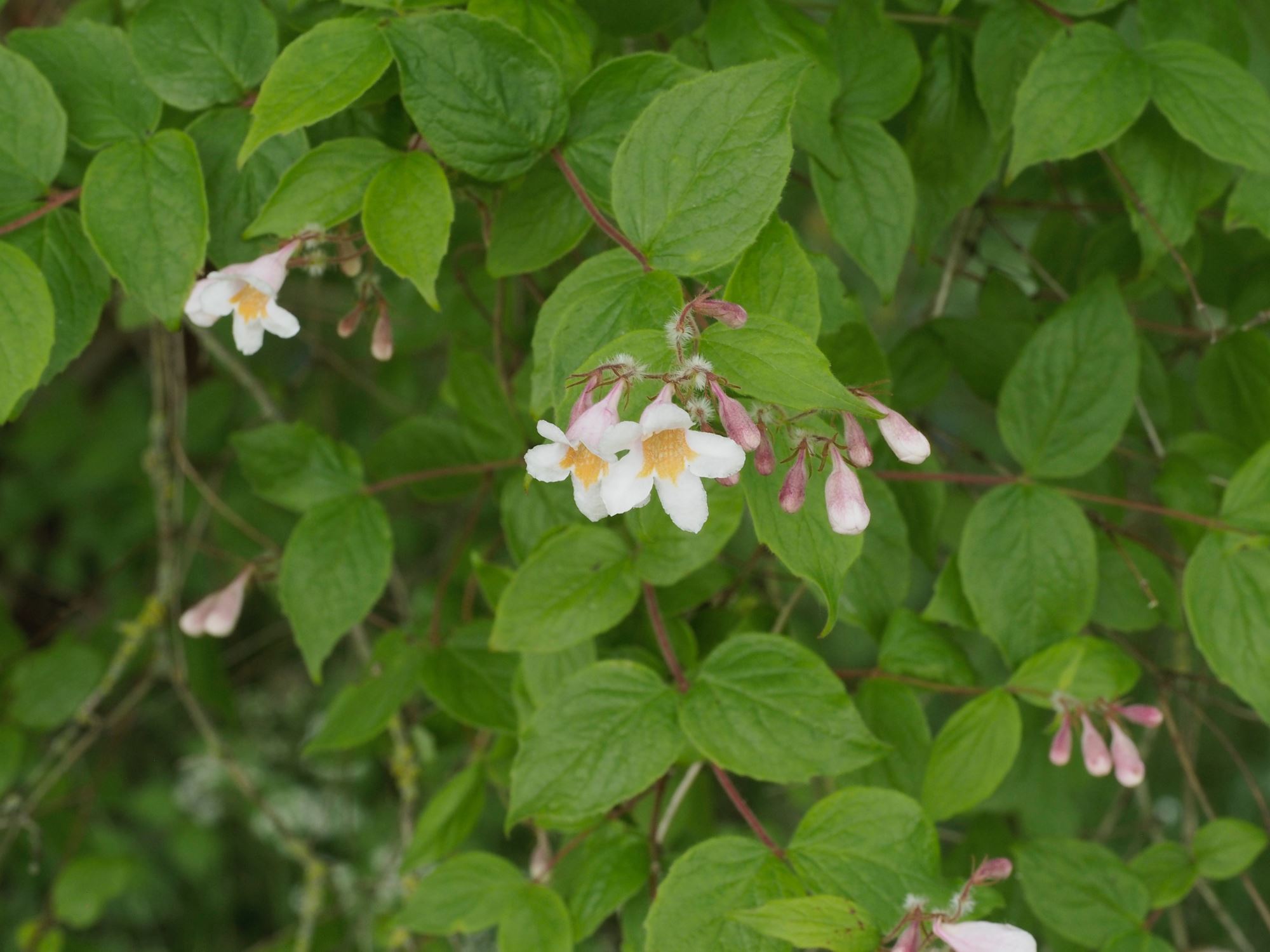Image of Kolkwitzia amabilis