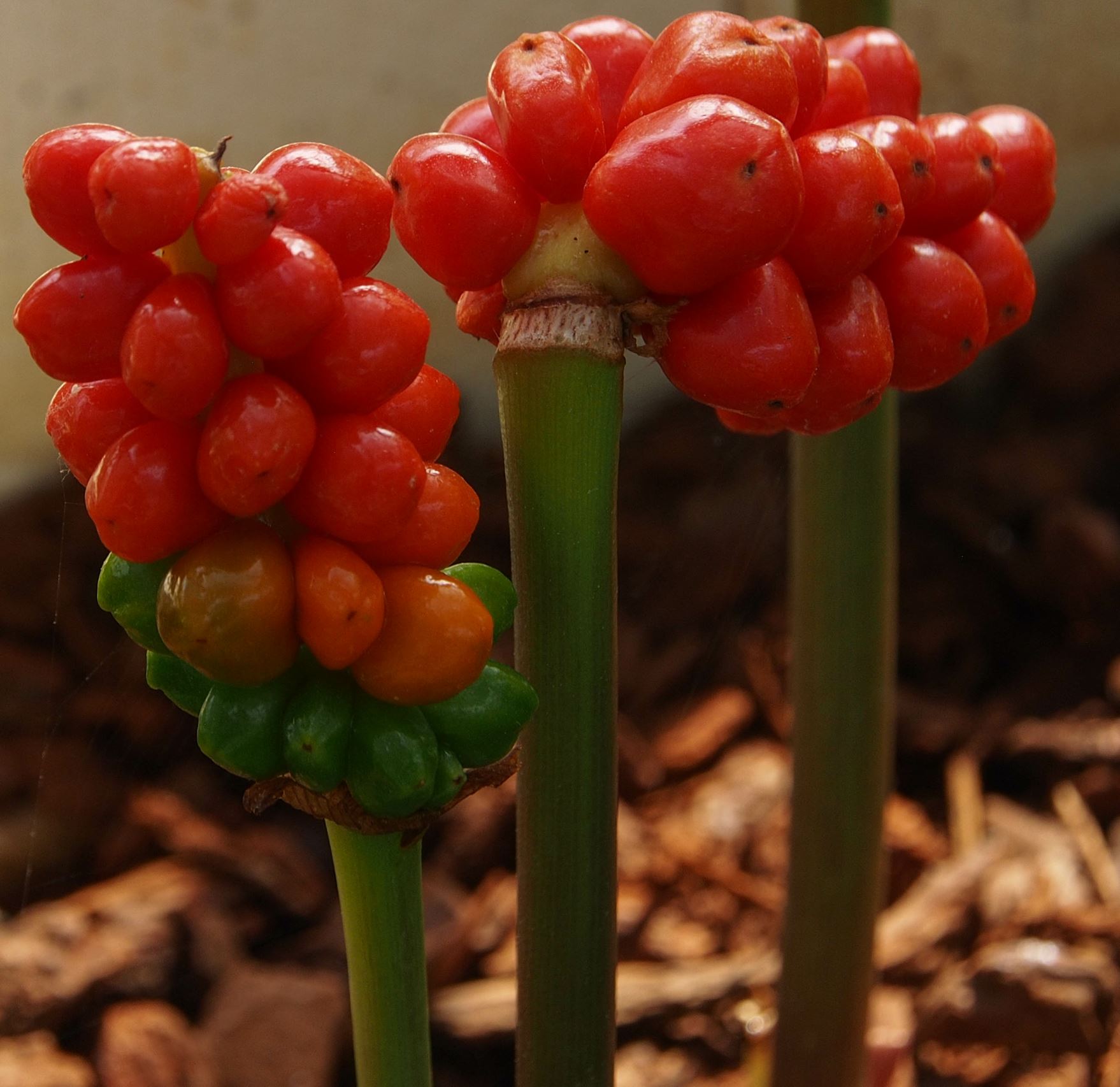 Image of Arum purpureospathum