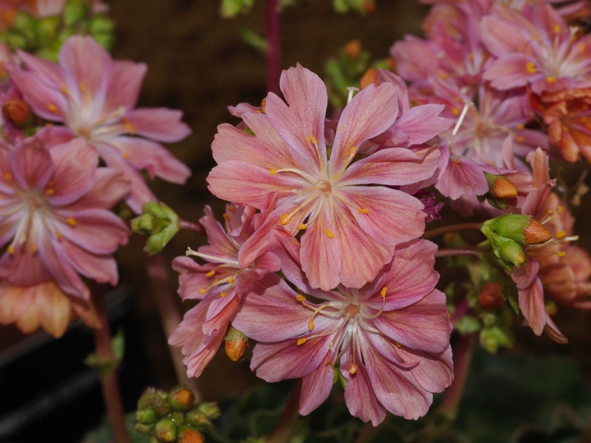 Image of Lewisia cotyledon