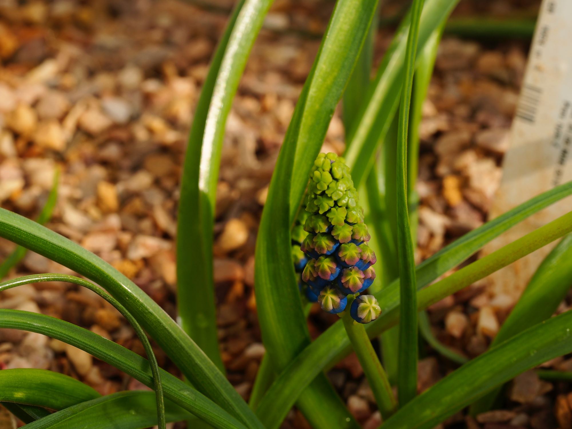 Image of Leopoldia comosa