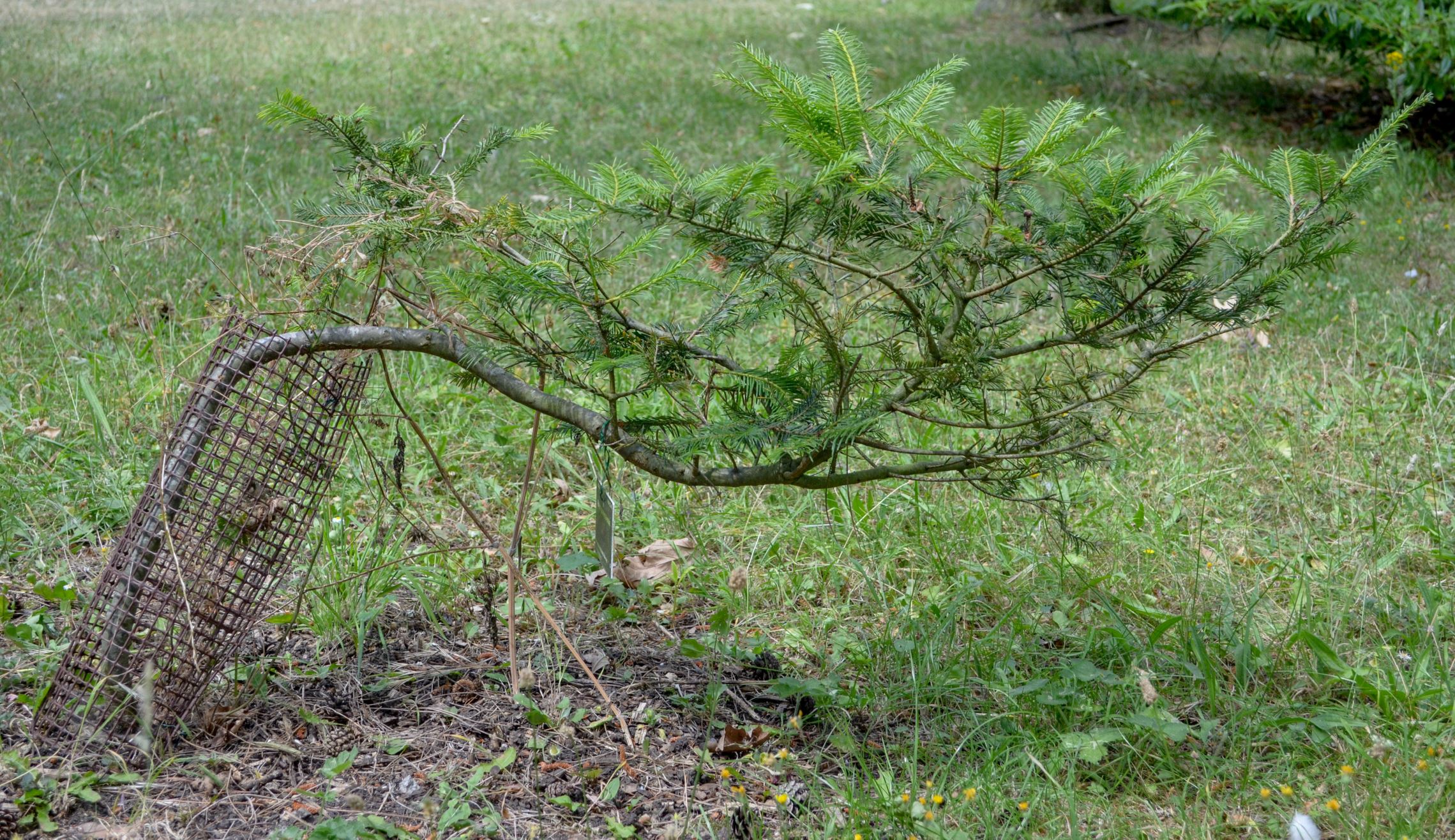 Image of Abies guatemalensis