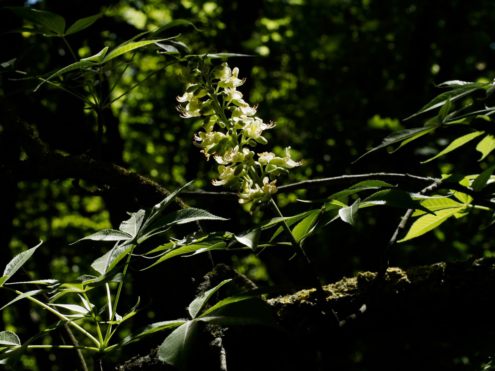 Image of Aesculus glabra var. arguta