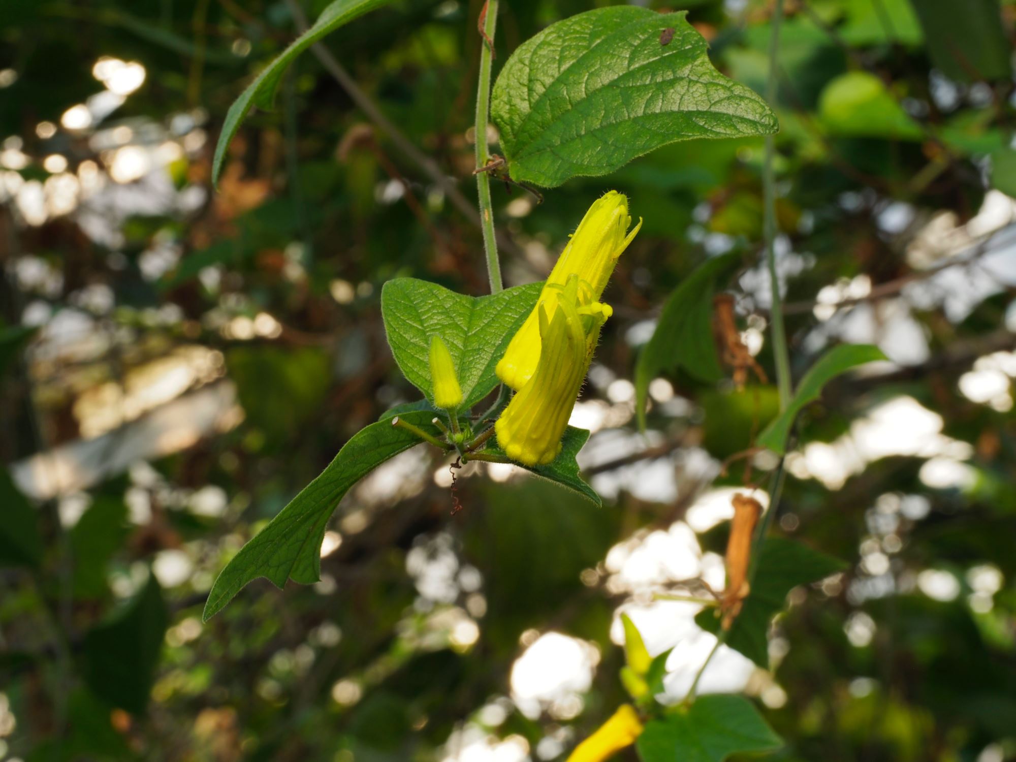 Image of Passiflora citrina