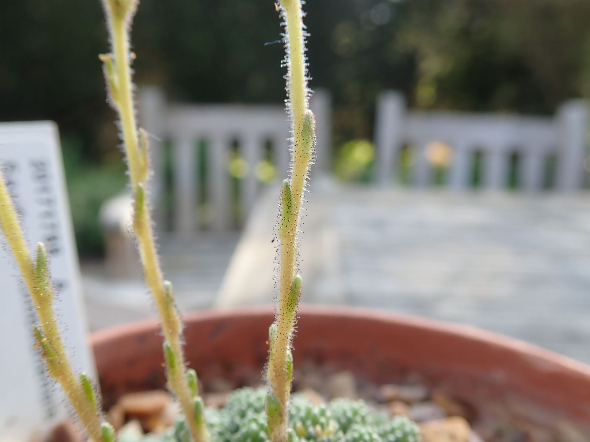 Image of Saxifraga tombeanensis