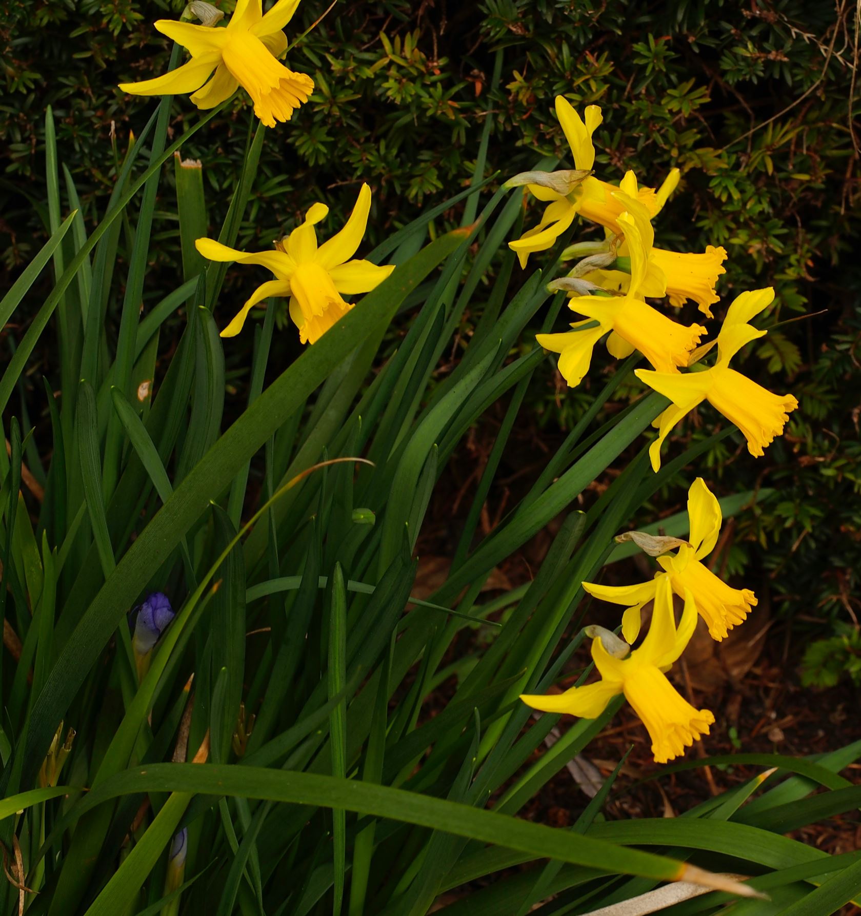 Image of Narcissus Ã— monochromus 'February Gold'
