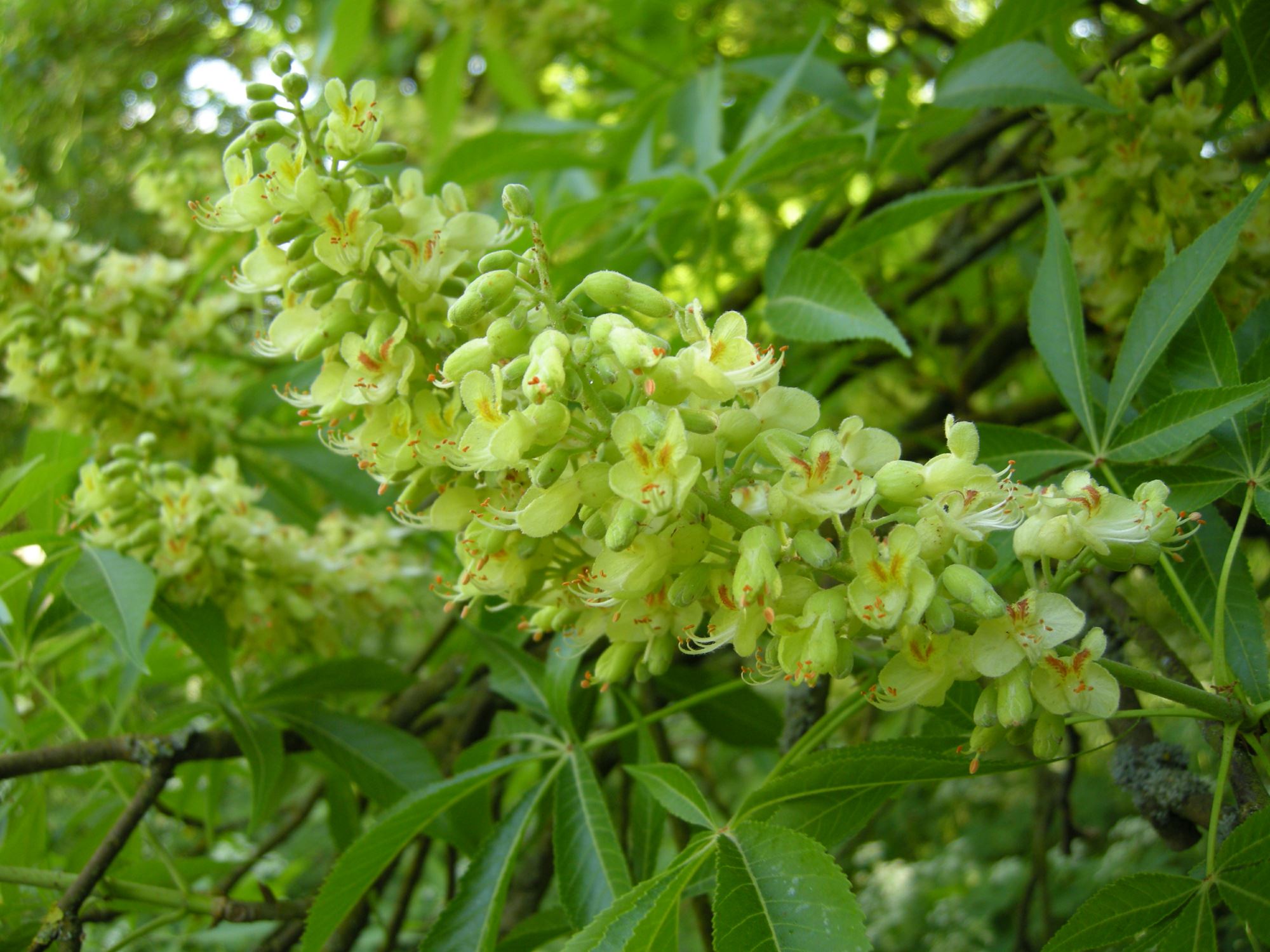 Image of Aesculus glabra var. arguta