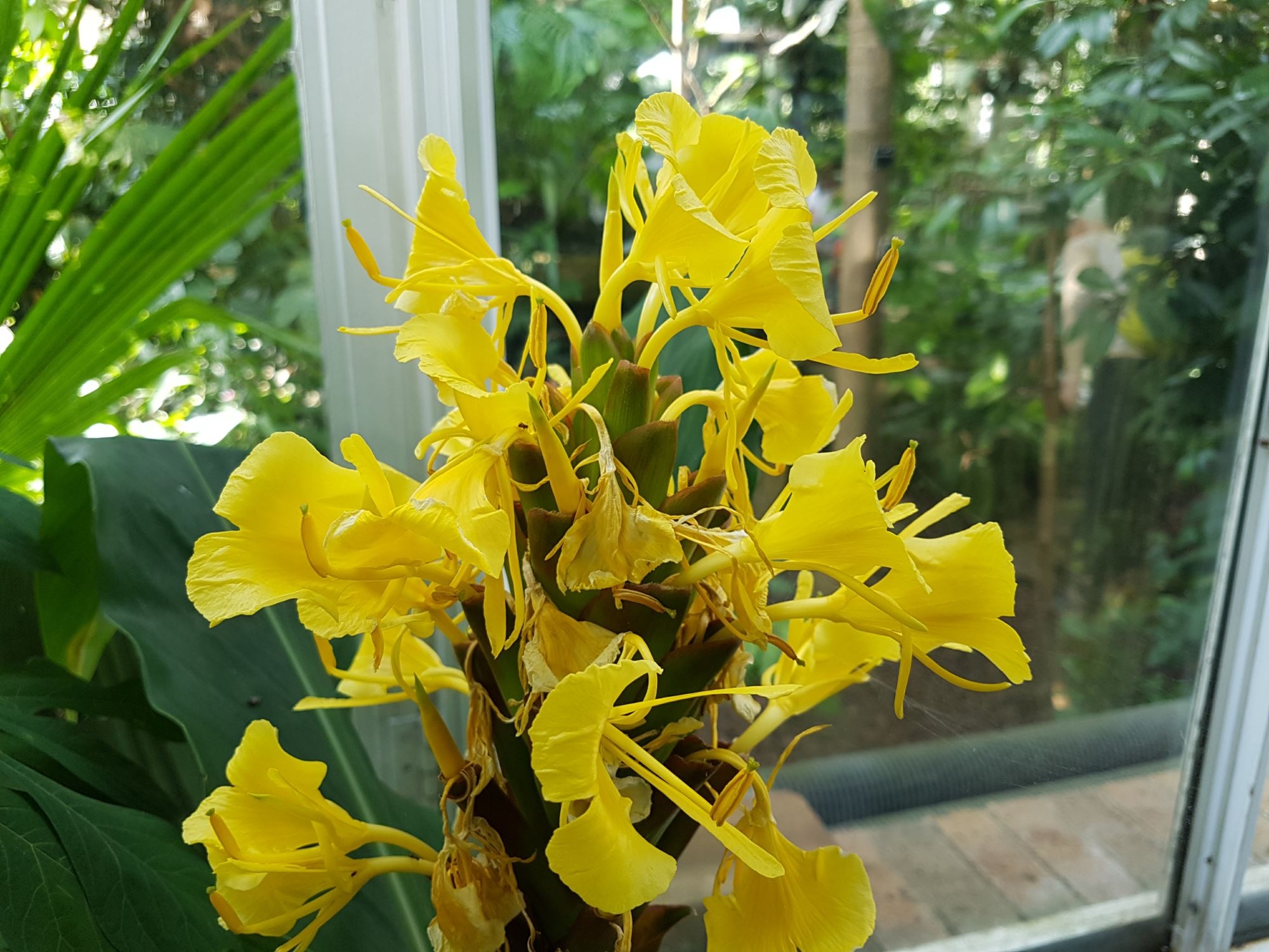 Image of Hedychium wardii