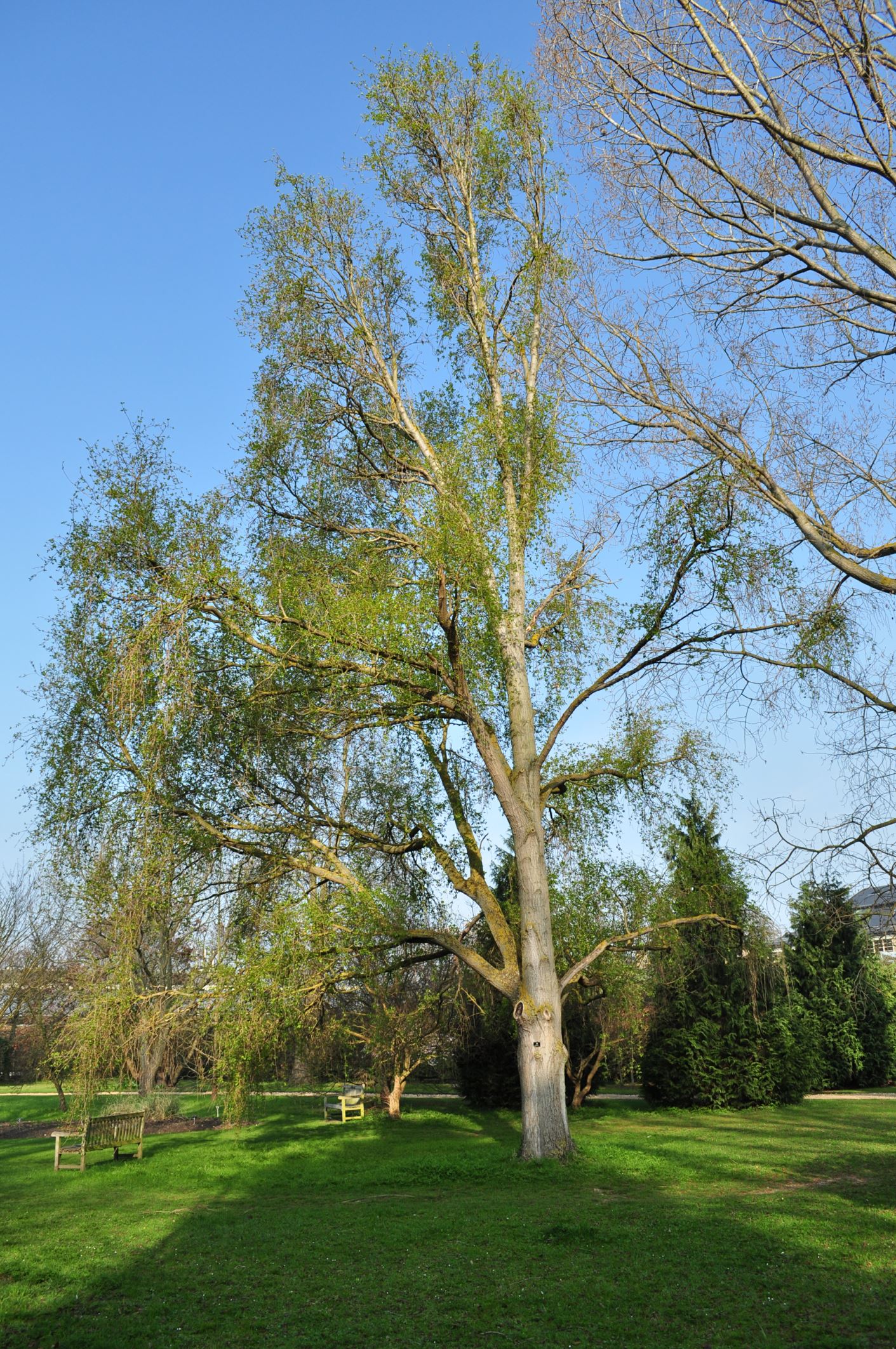 Image of Populus simonii 'Fastigiata'
