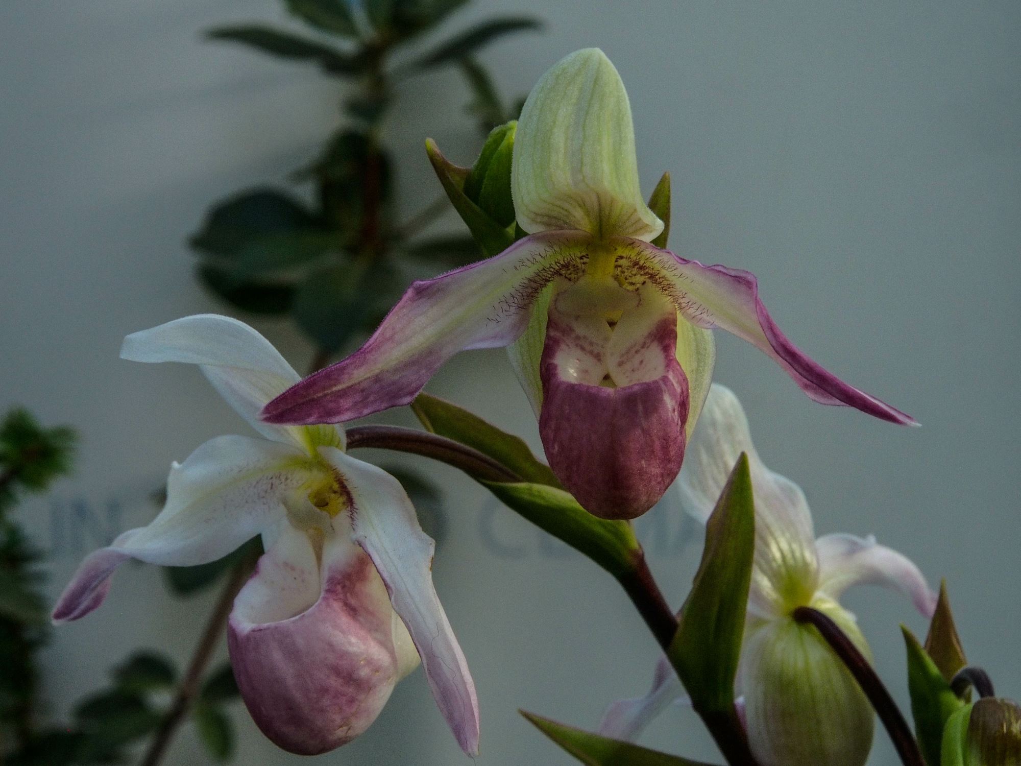 Image of Phragmipedium Ã— sedenii 'Lyoth Sprate'