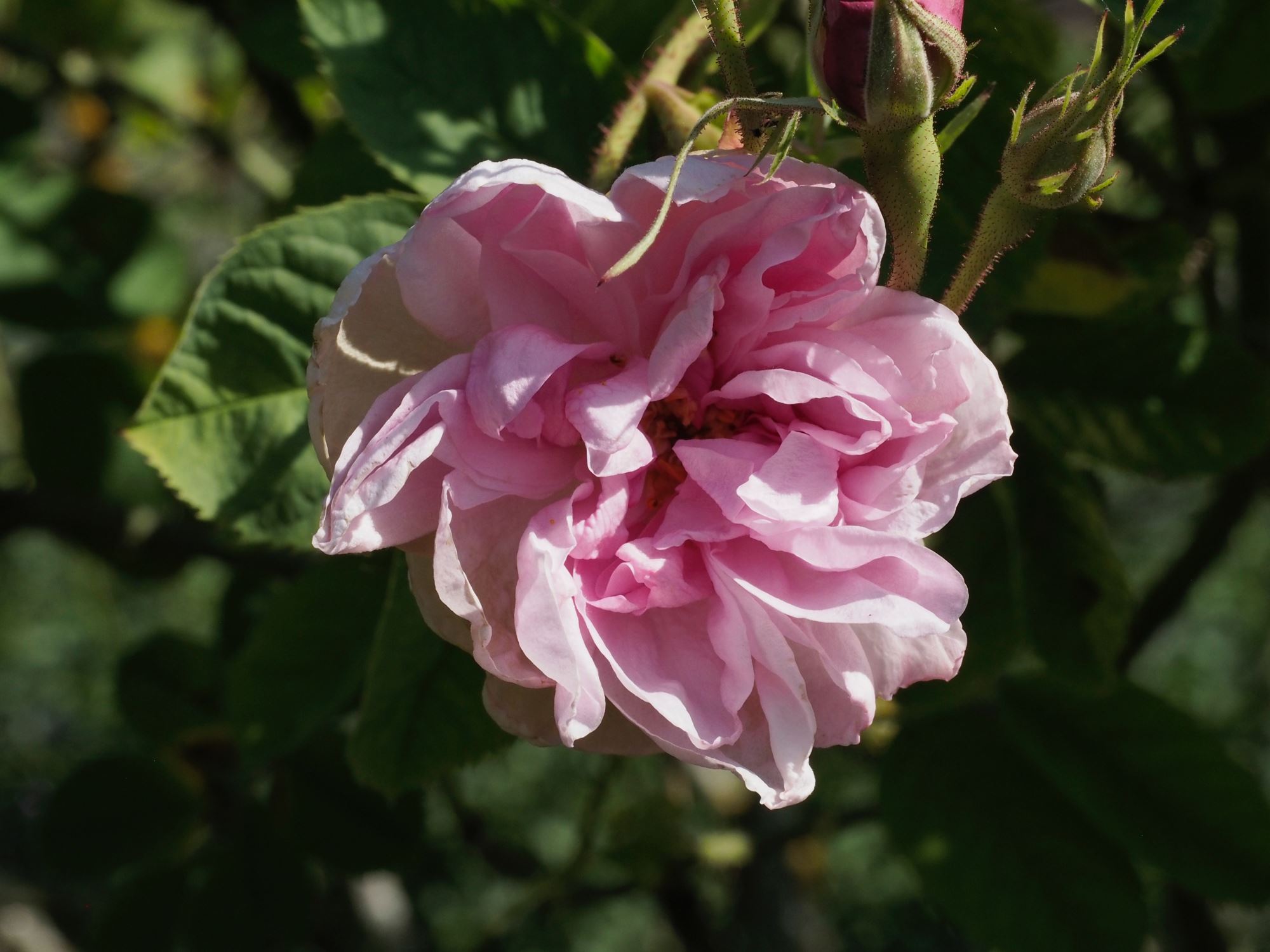 Image of Rosa Ã— damascena 'Versicolor'