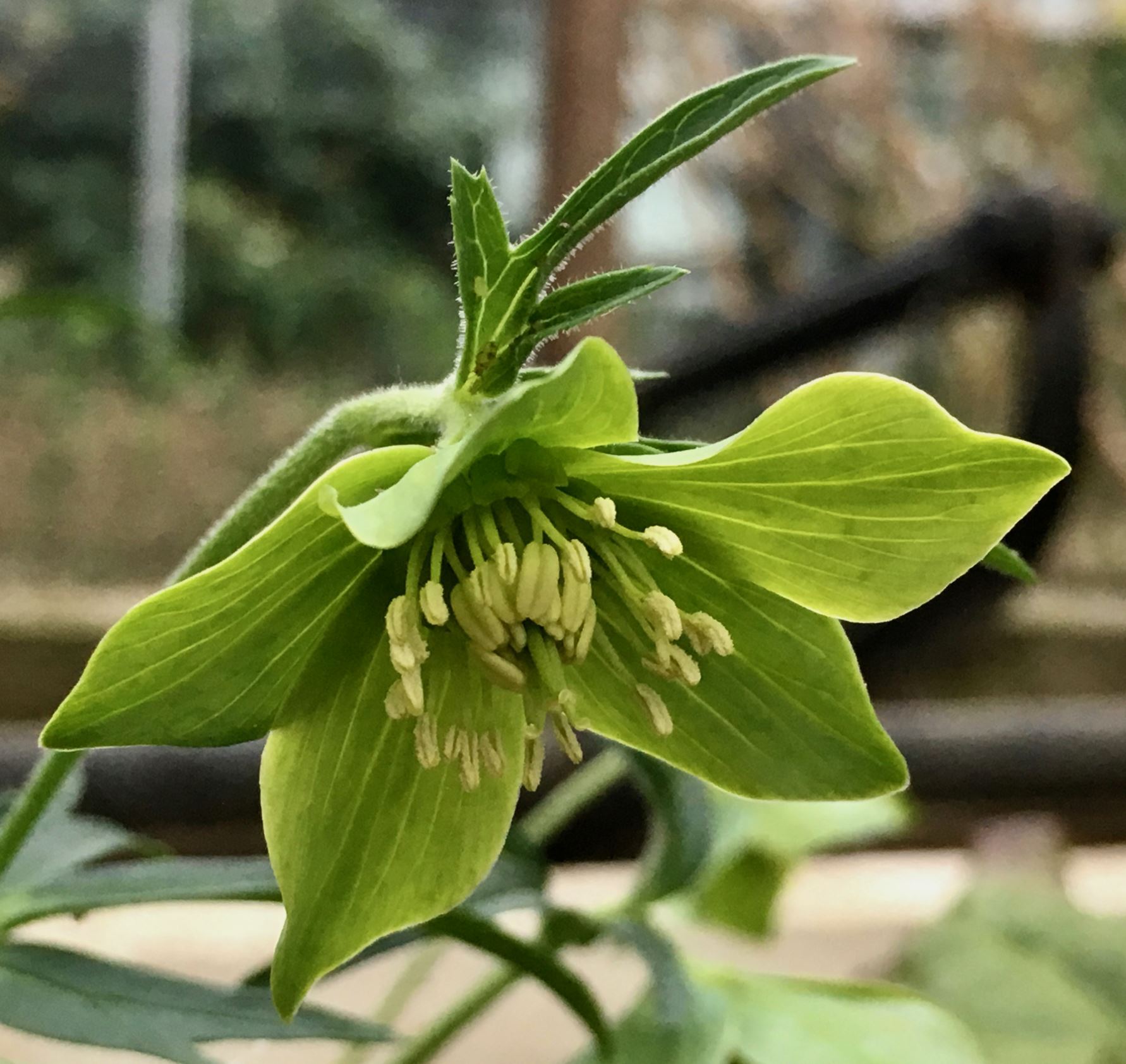 Image of Helleborus multifidus subsp. hercegovinus