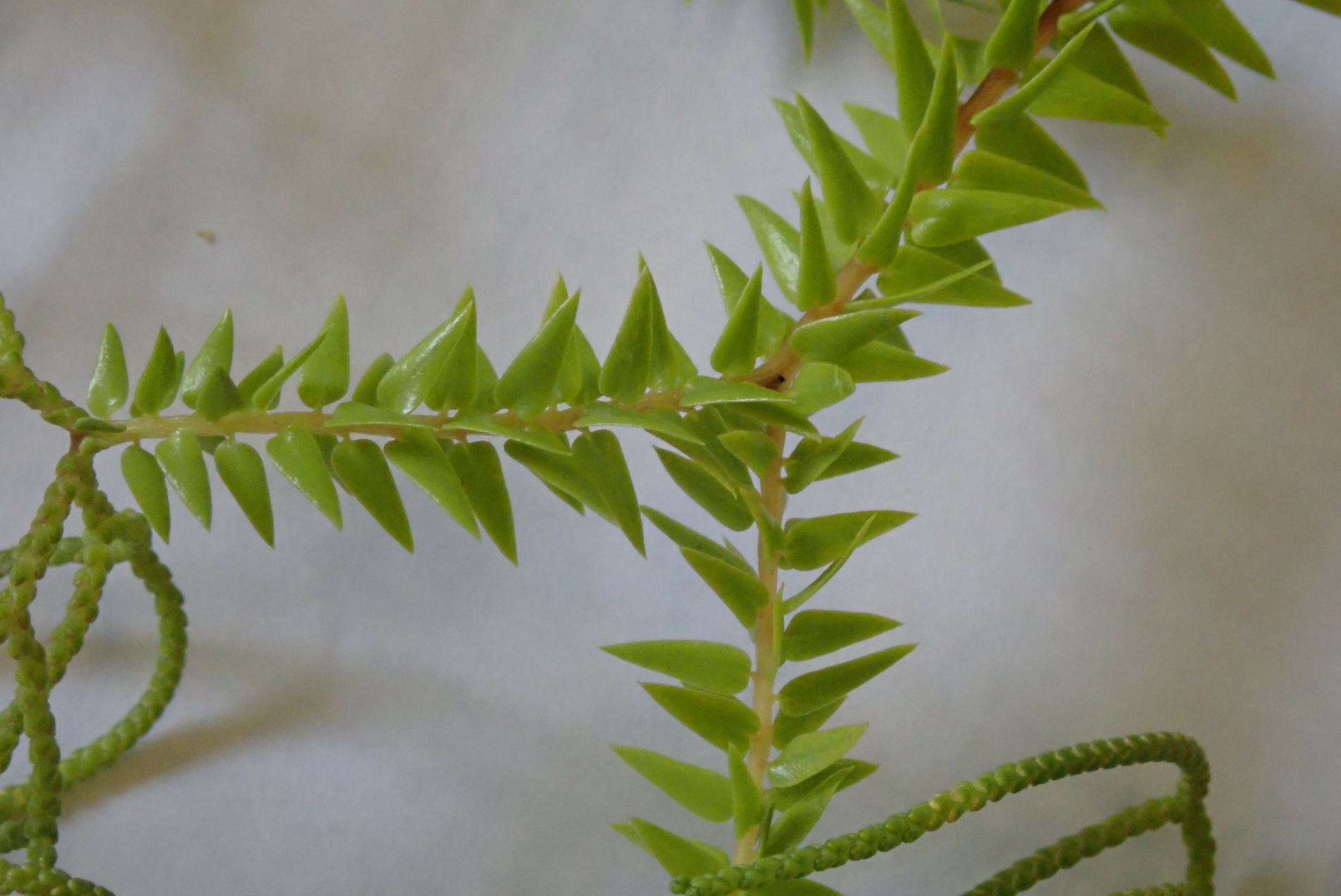 Image of Huperzia phlegmaria