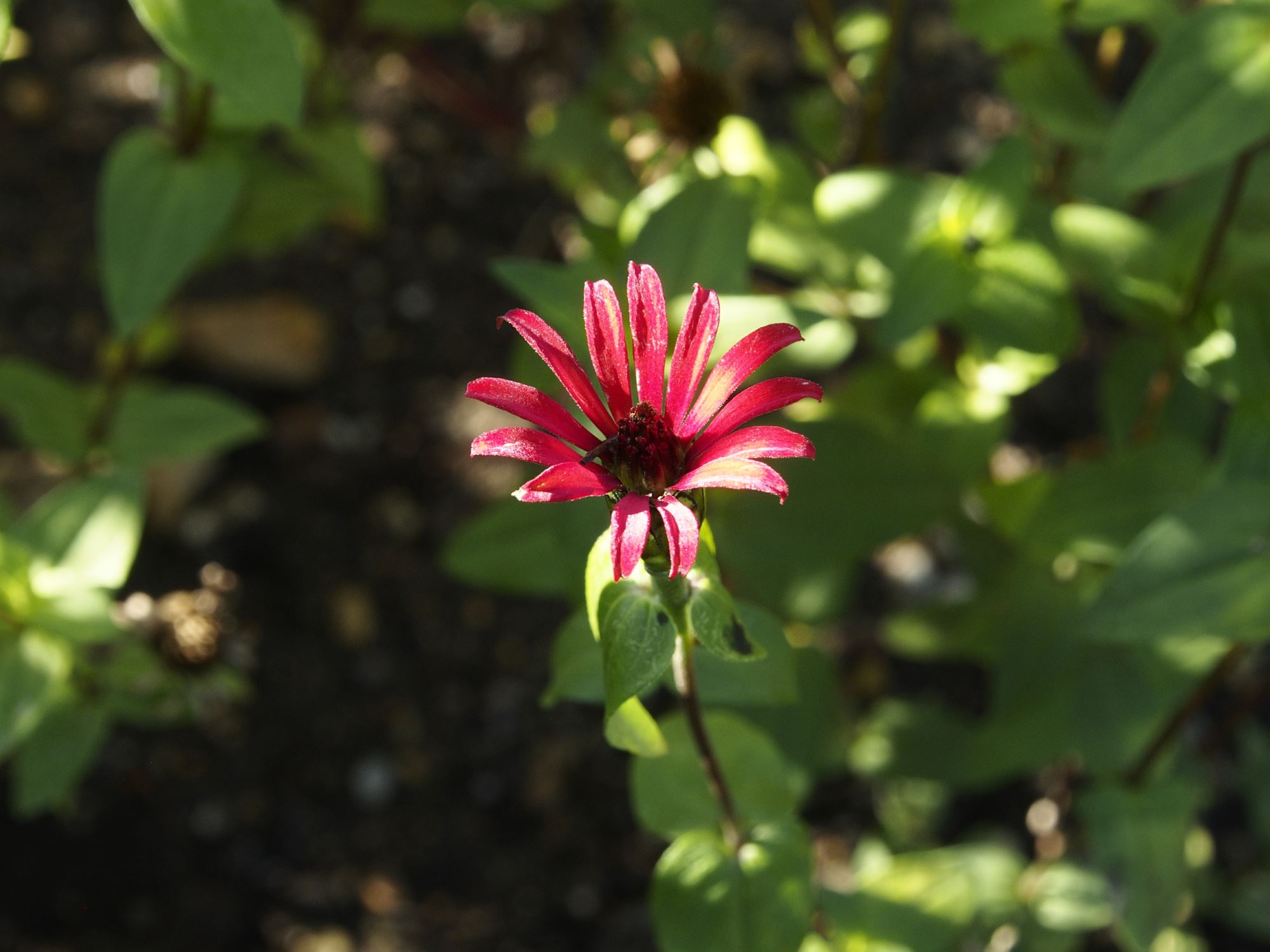 Image of Zinnia peruviana