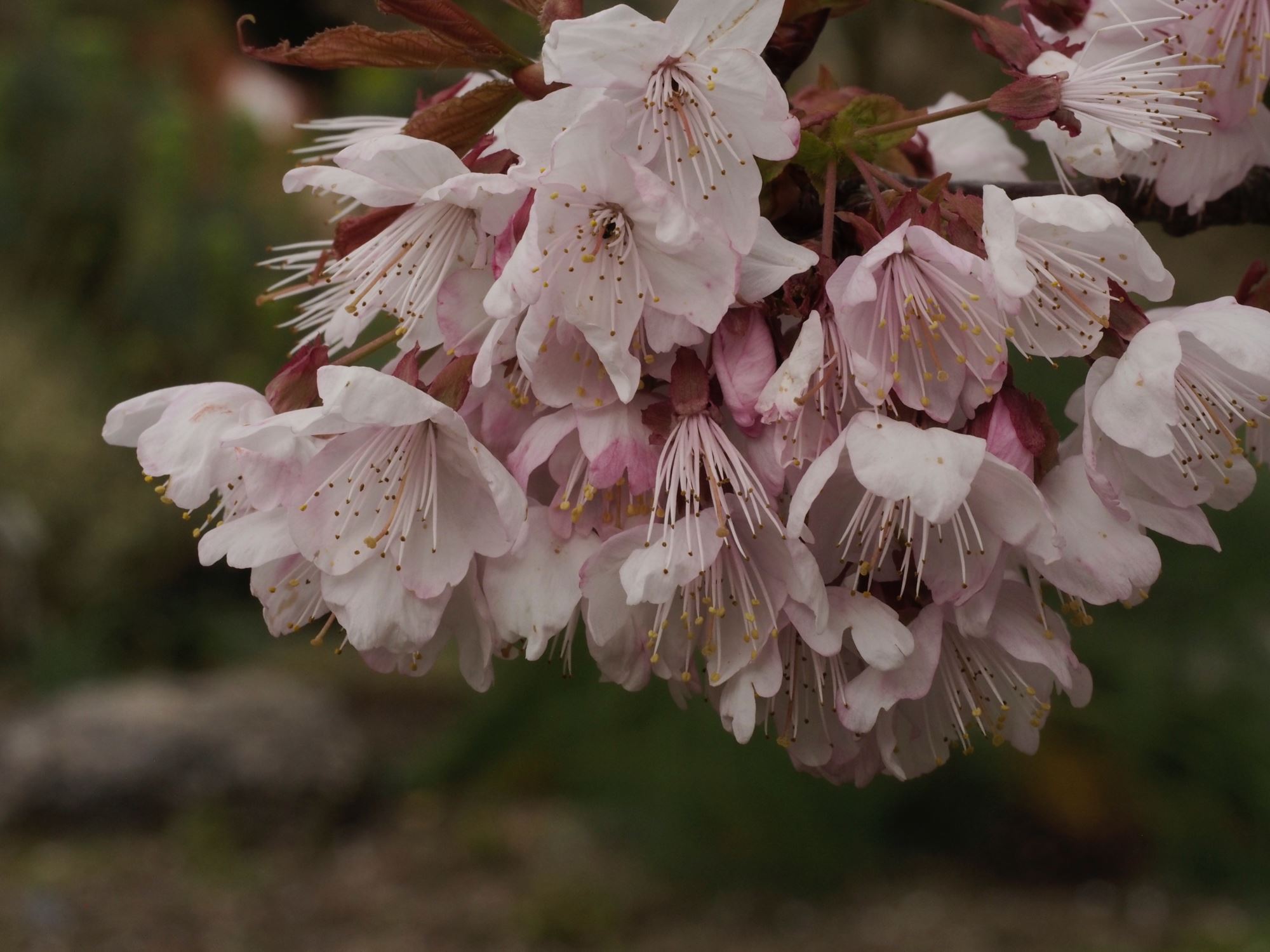 Image of Prunus cyclamina