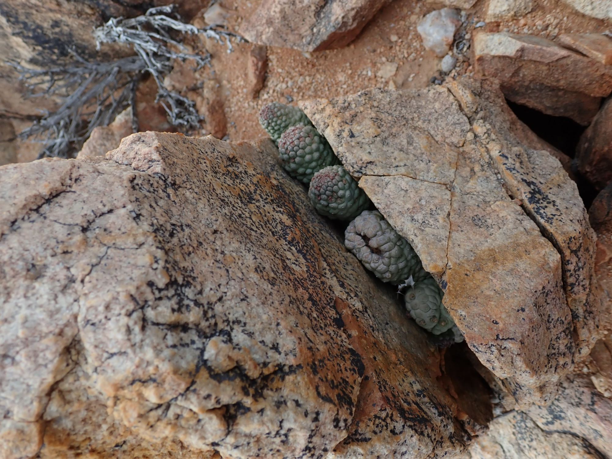 Image of Larryleachia sp.