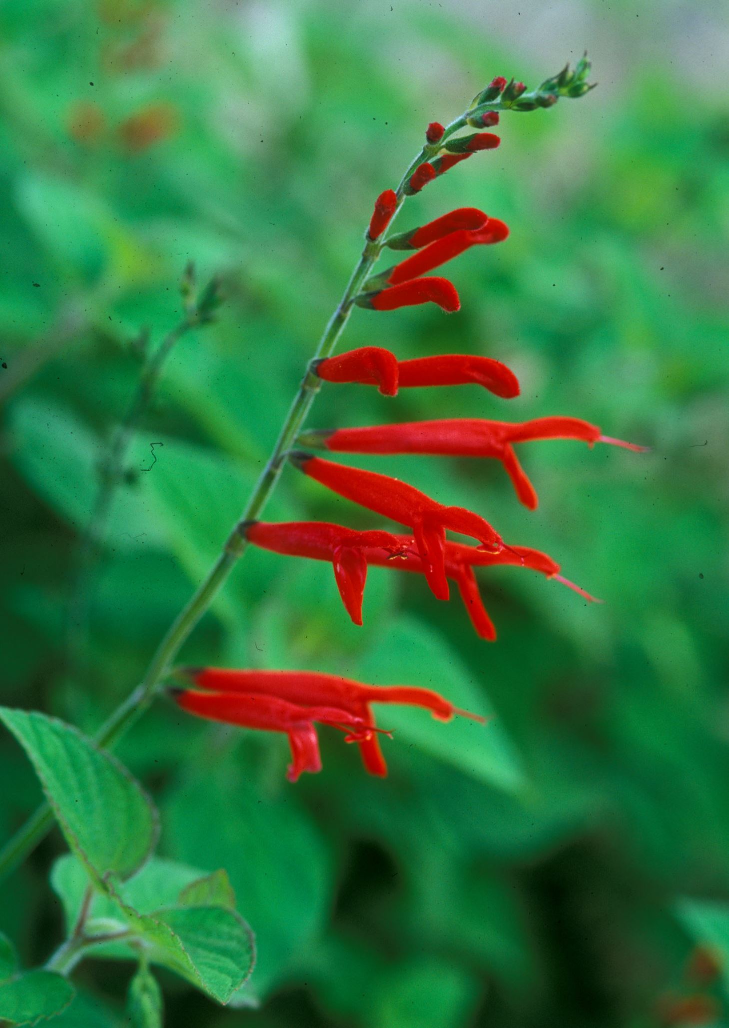 Image of Salvia elegans
