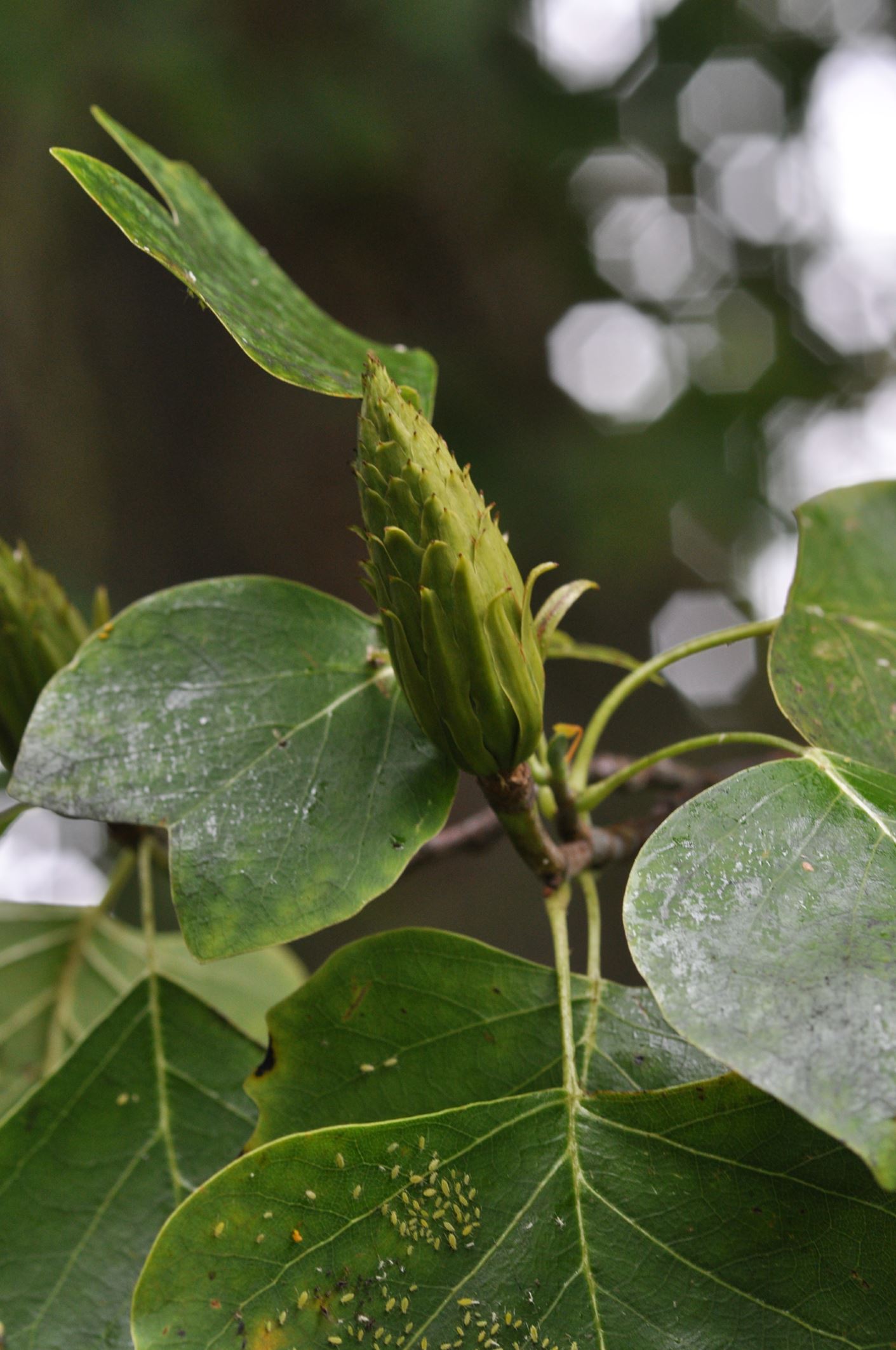 Image of Liriodendron tulipifera
