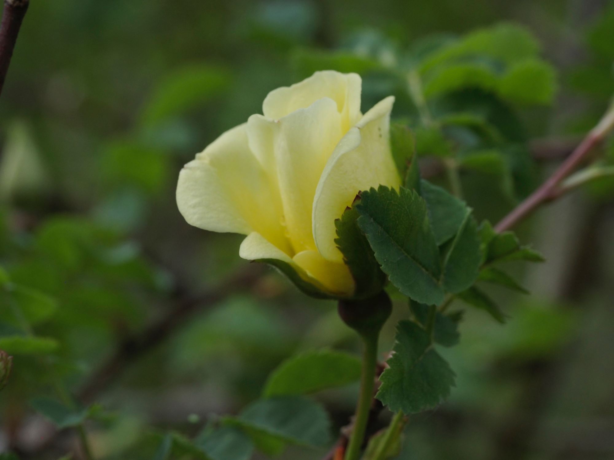 Image of Rosa hugonis