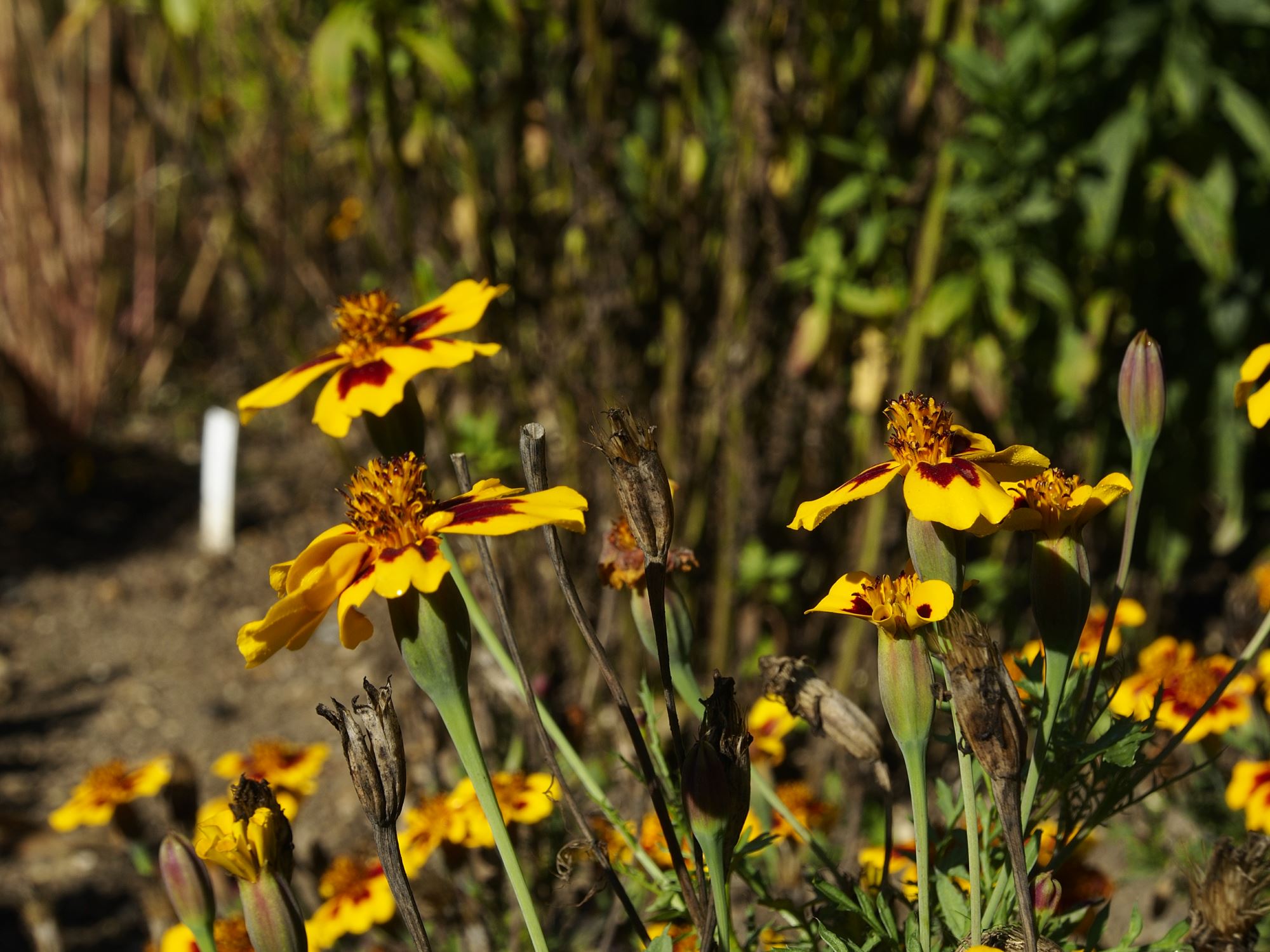 Image of Tagetes patula 'Legion of Honour'