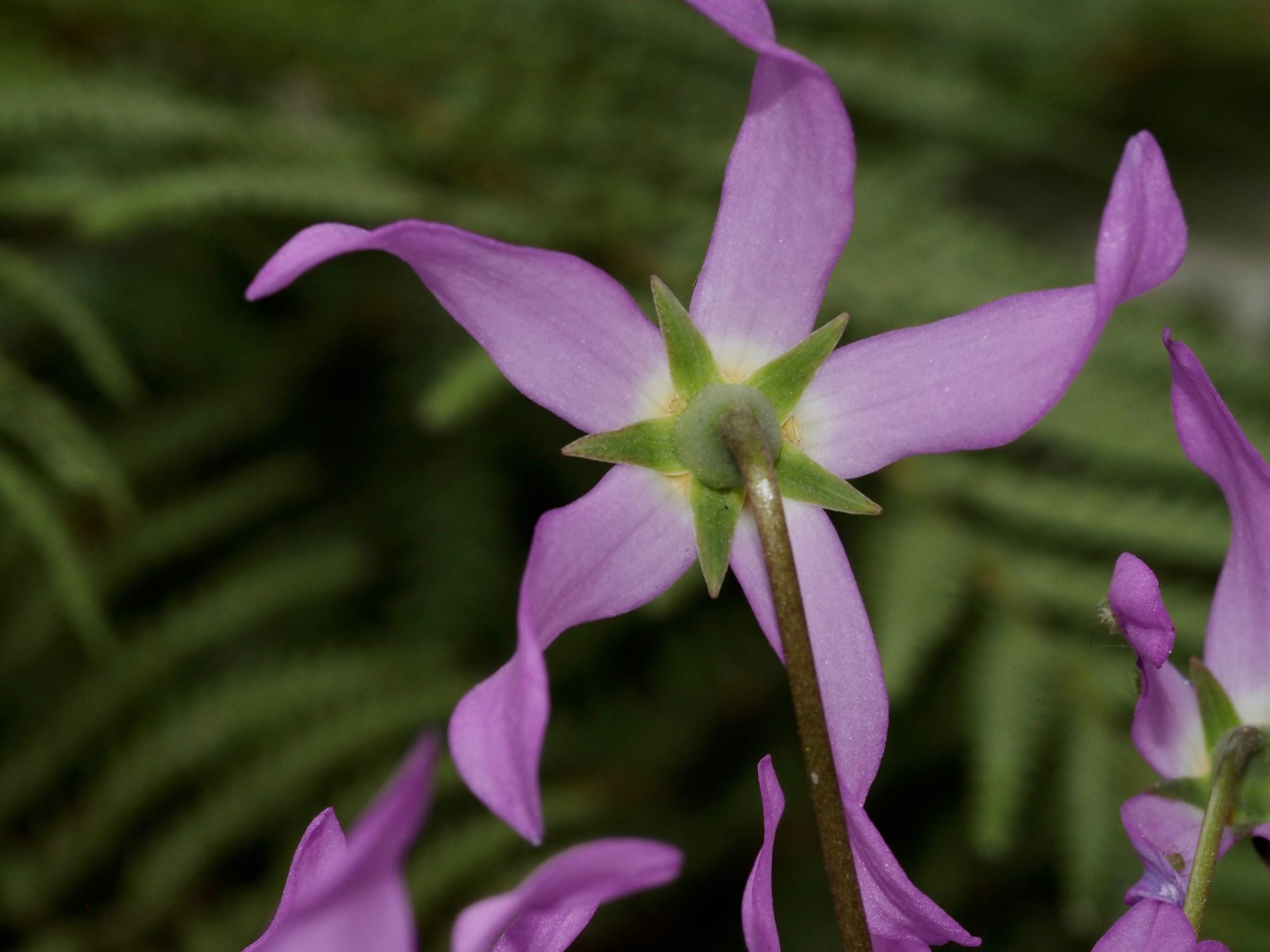 Image of Dodecatheon pulchellum subsp. pulchellum