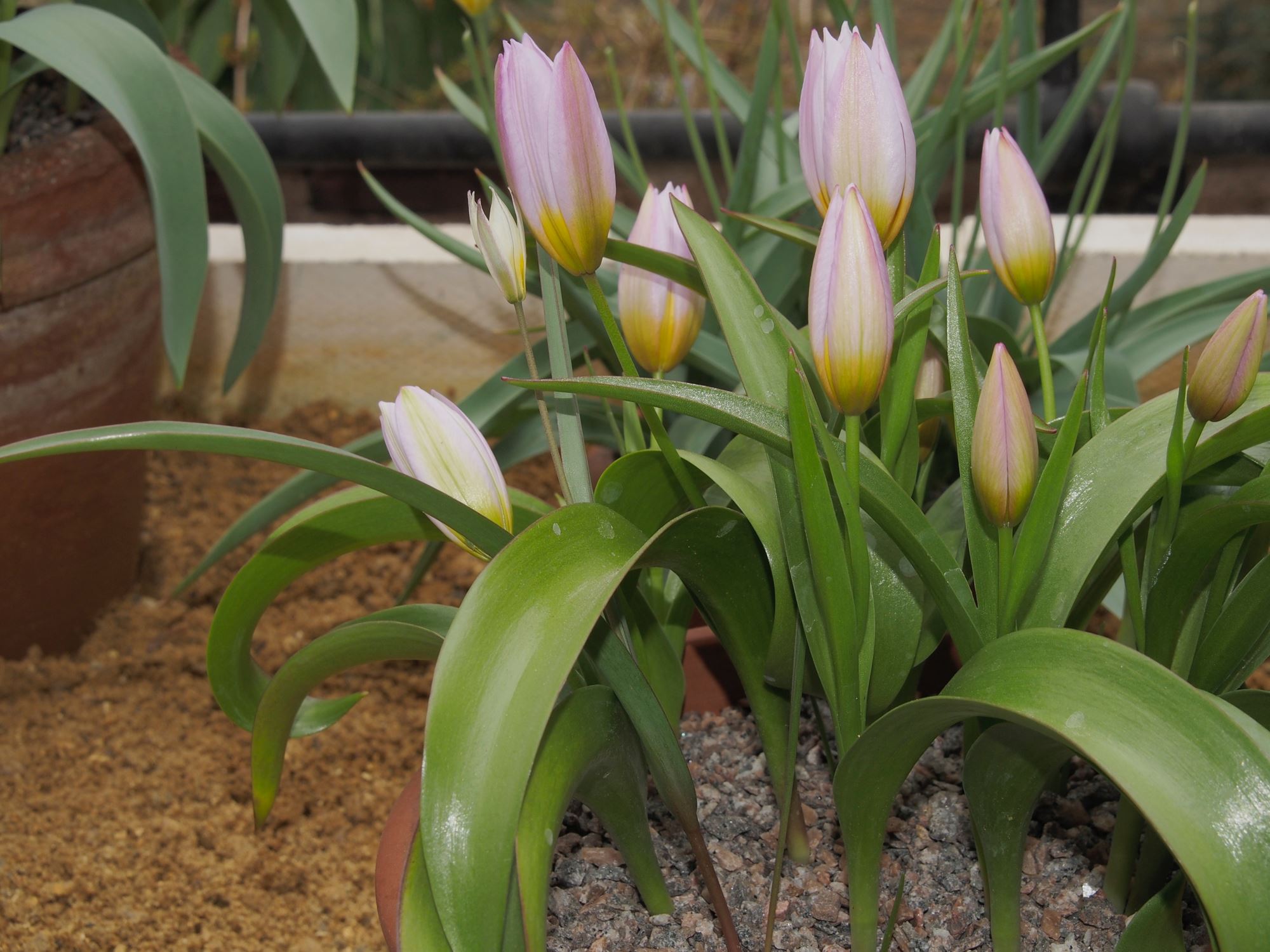Image of Tulipa saxatilis