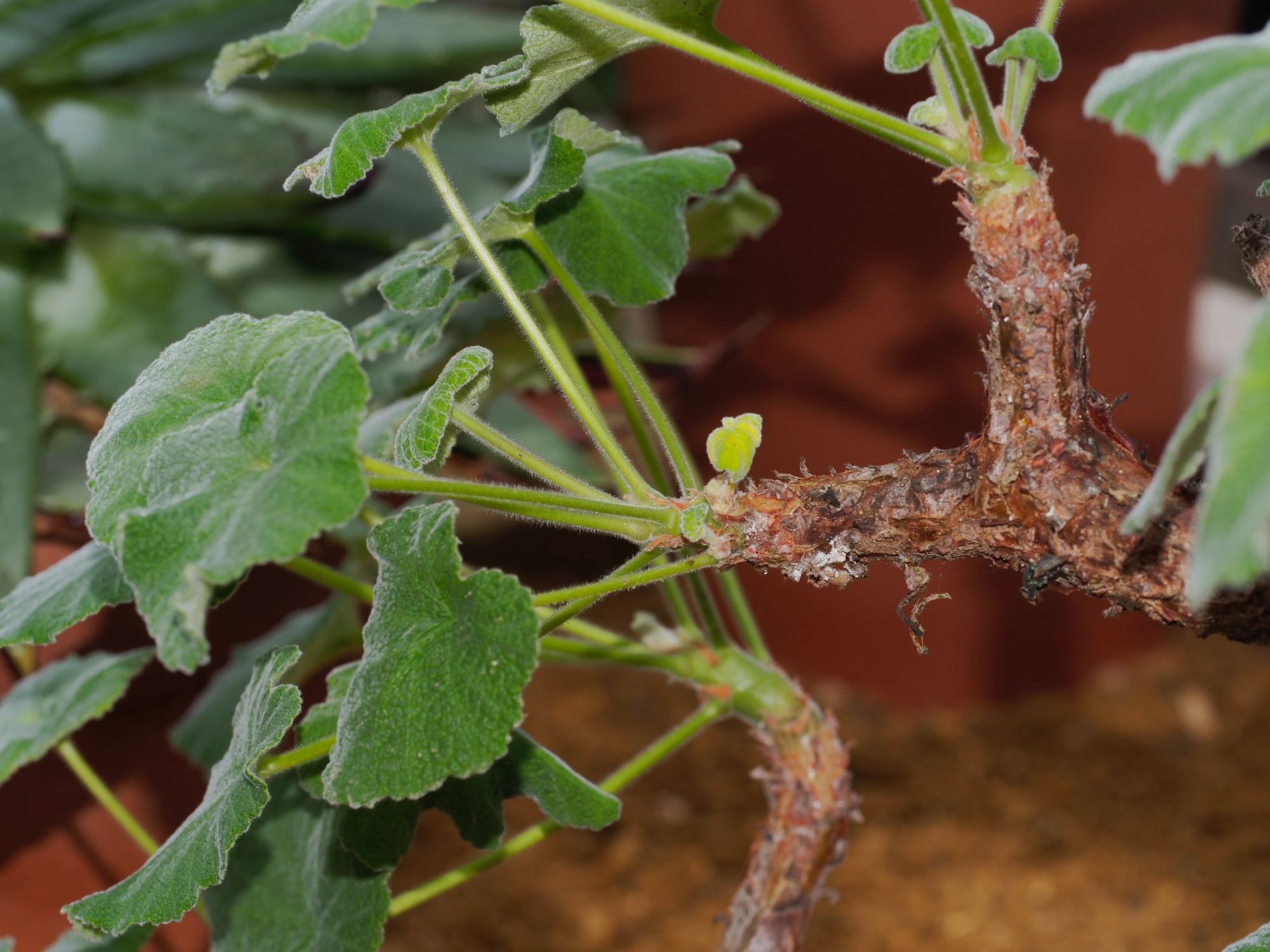 Image of Pelargonium cotyledonis 'Ventnor'