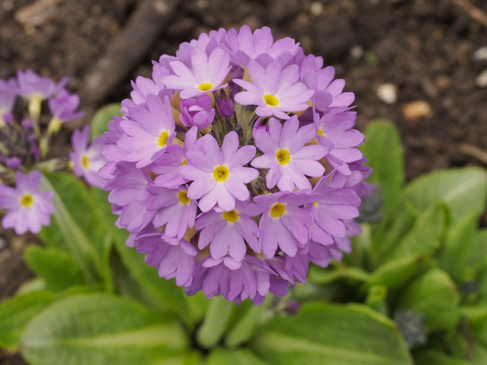 Image of Primula denticulata